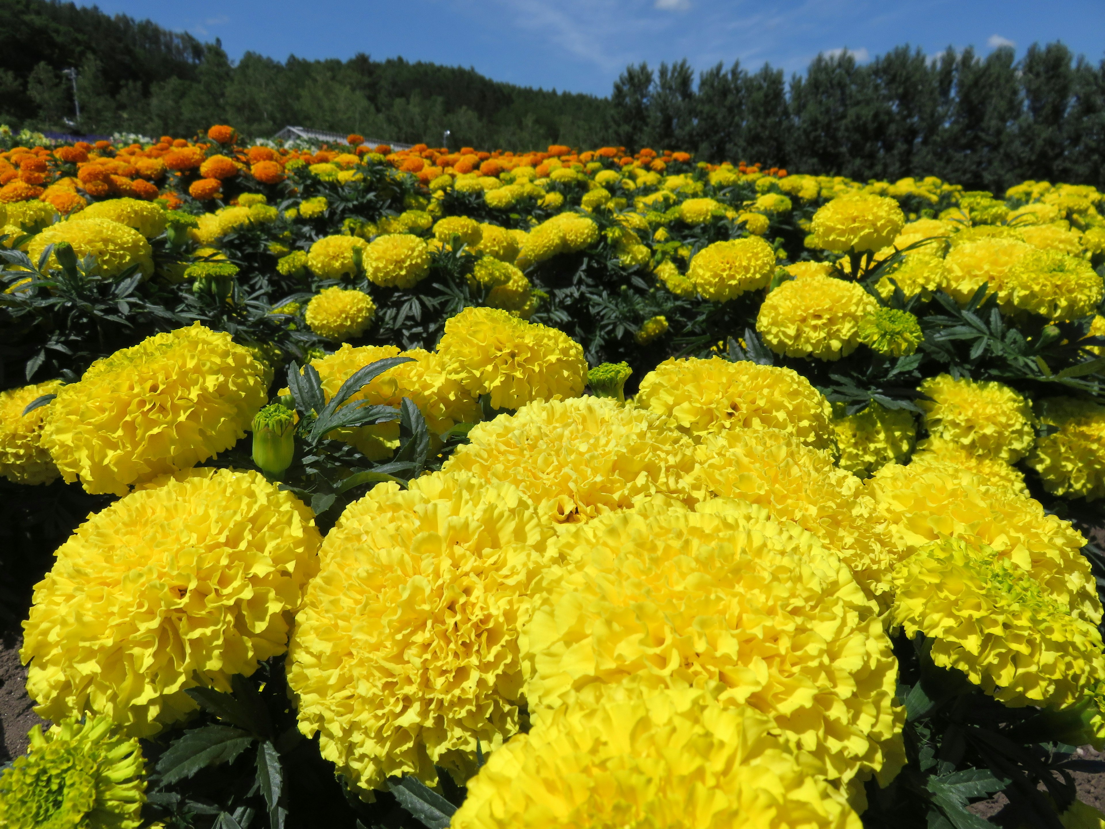 Amplio campo de flores lleno de caléndulas amarillas en flor bajo un cielo azul claro