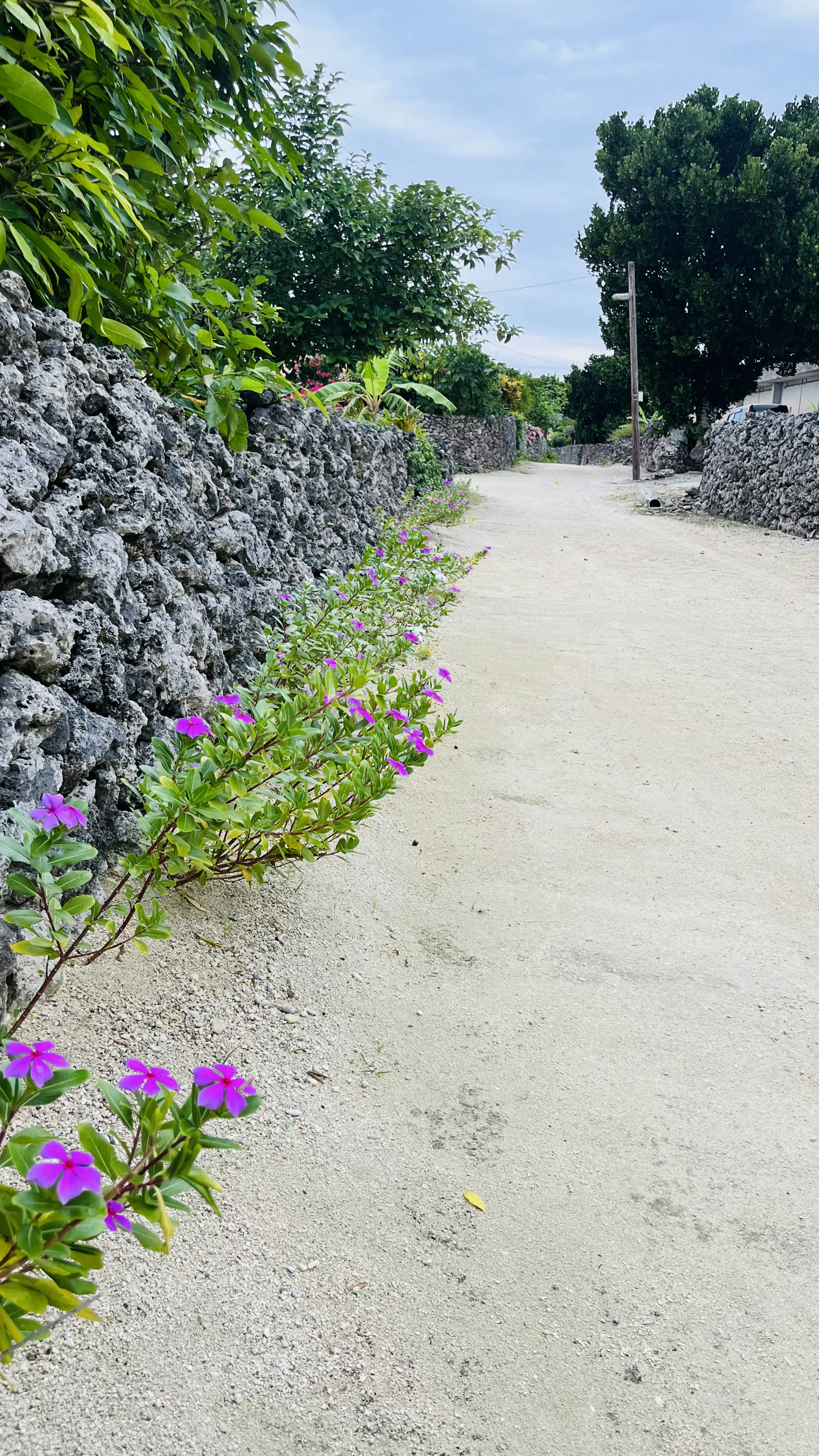 Jalan tidak beraspal dengan bunga ungu di sepanjang dinding batu