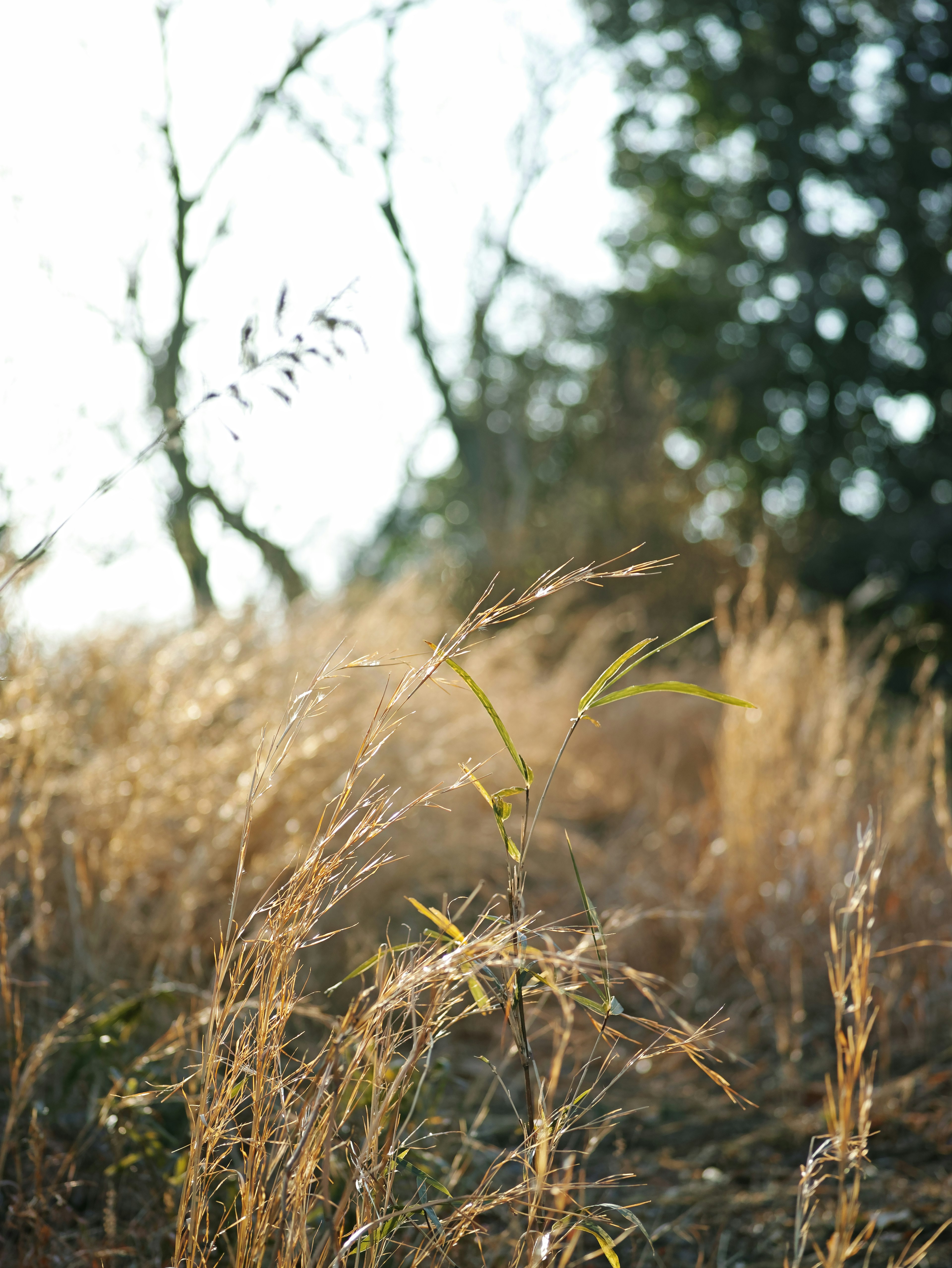 Sonniges Gras mit zarten Halmen und Bäumen im Hintergrund