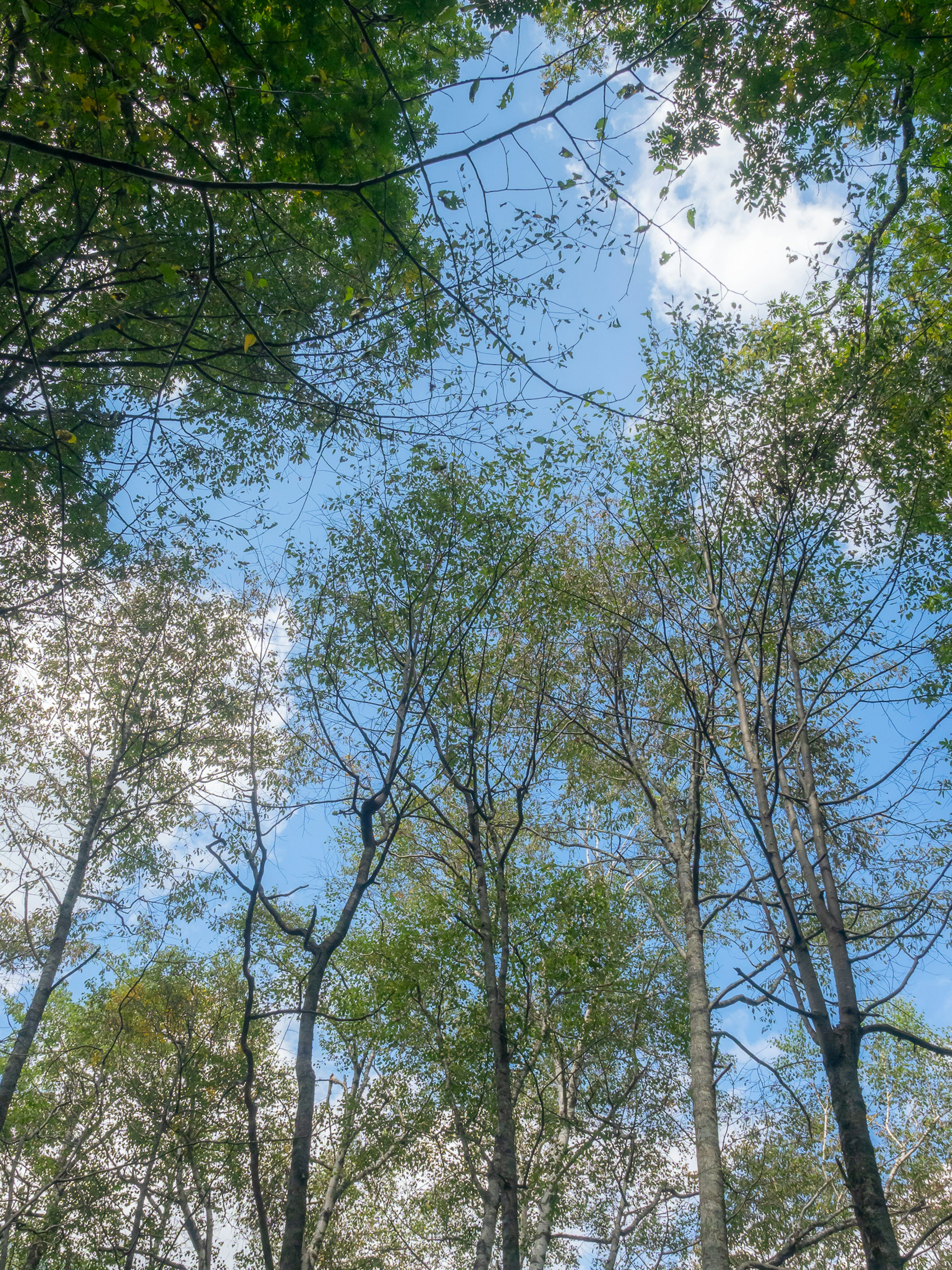 Blick auf den blauen Himmel umgeben von grünen Bäumen