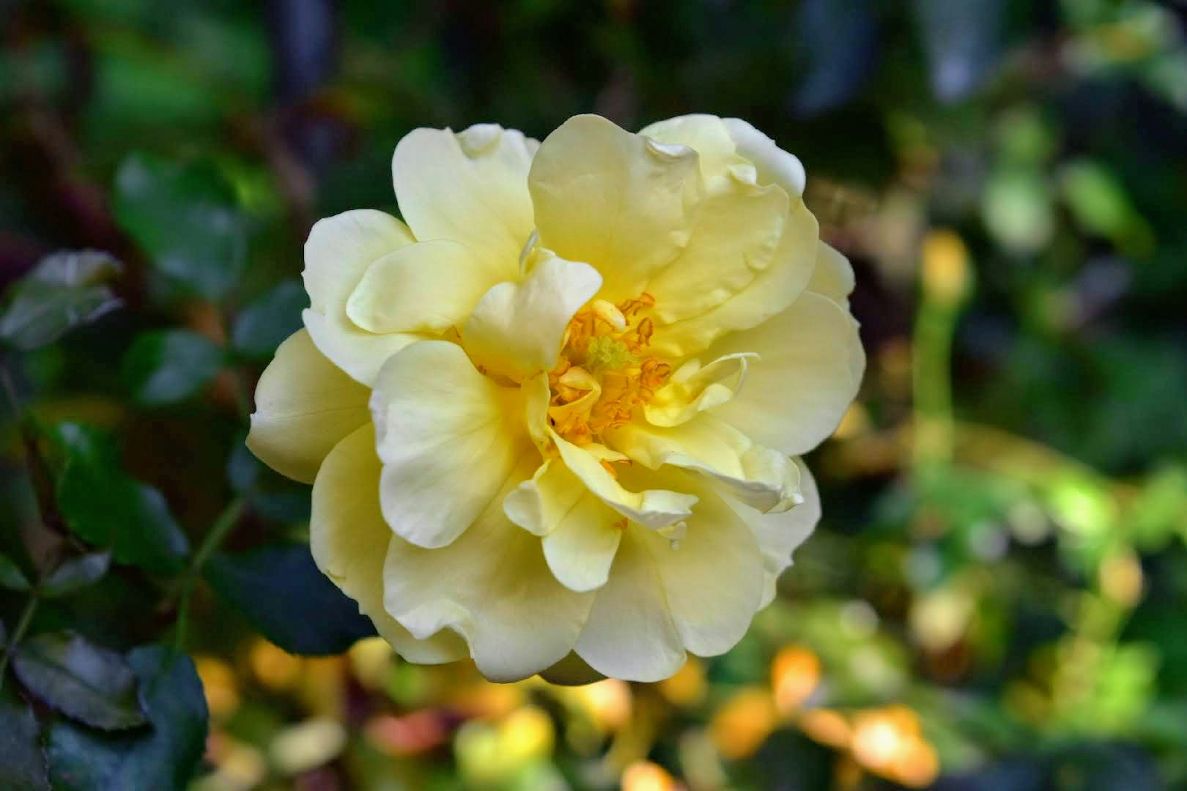 Nahaufnahme einer gelben Blume mit weichen Blütenblättern vor einem verschwommenen grünen Hintergrund