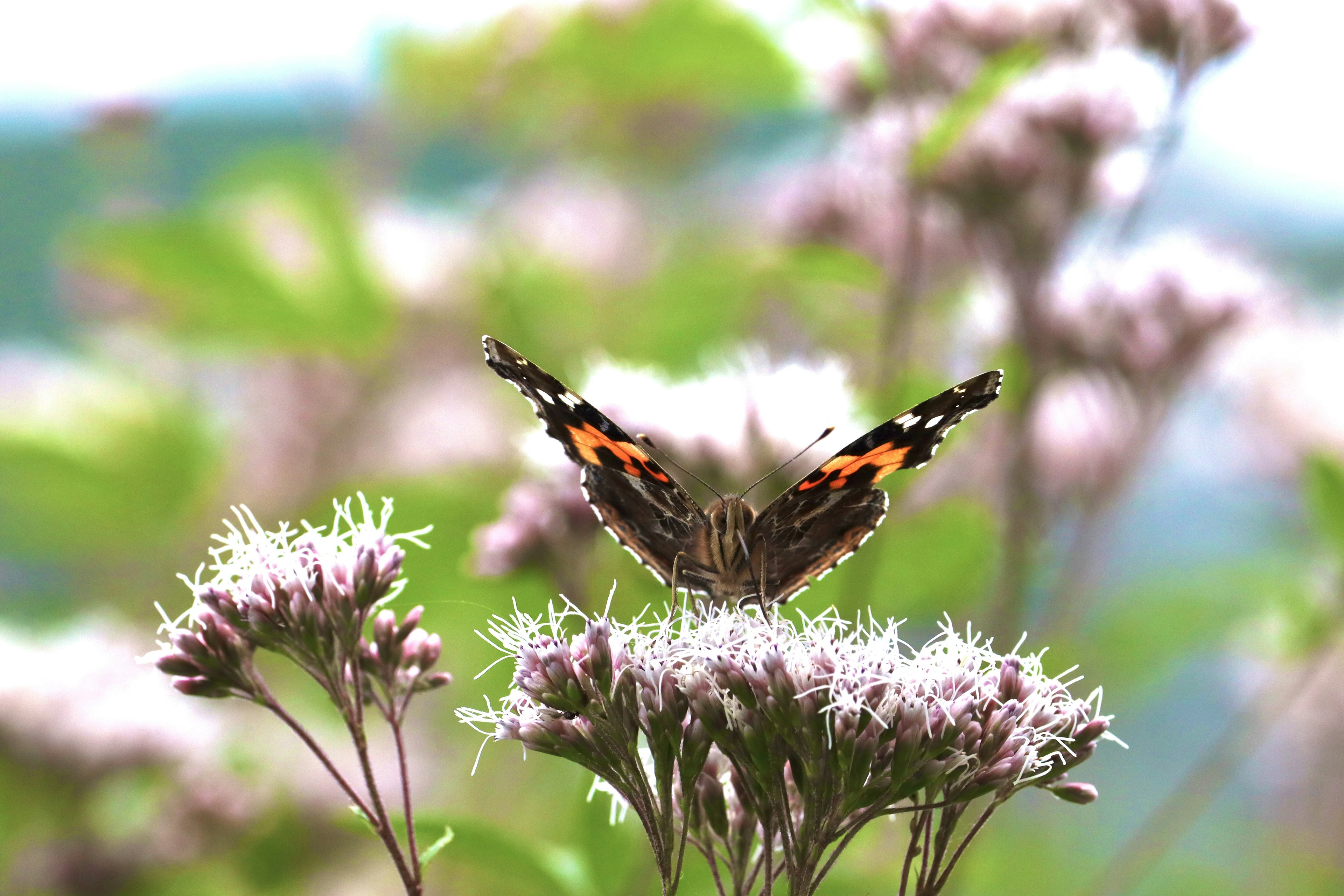 Una bellissima farfalla che apre le ali su fiori viola chiaro