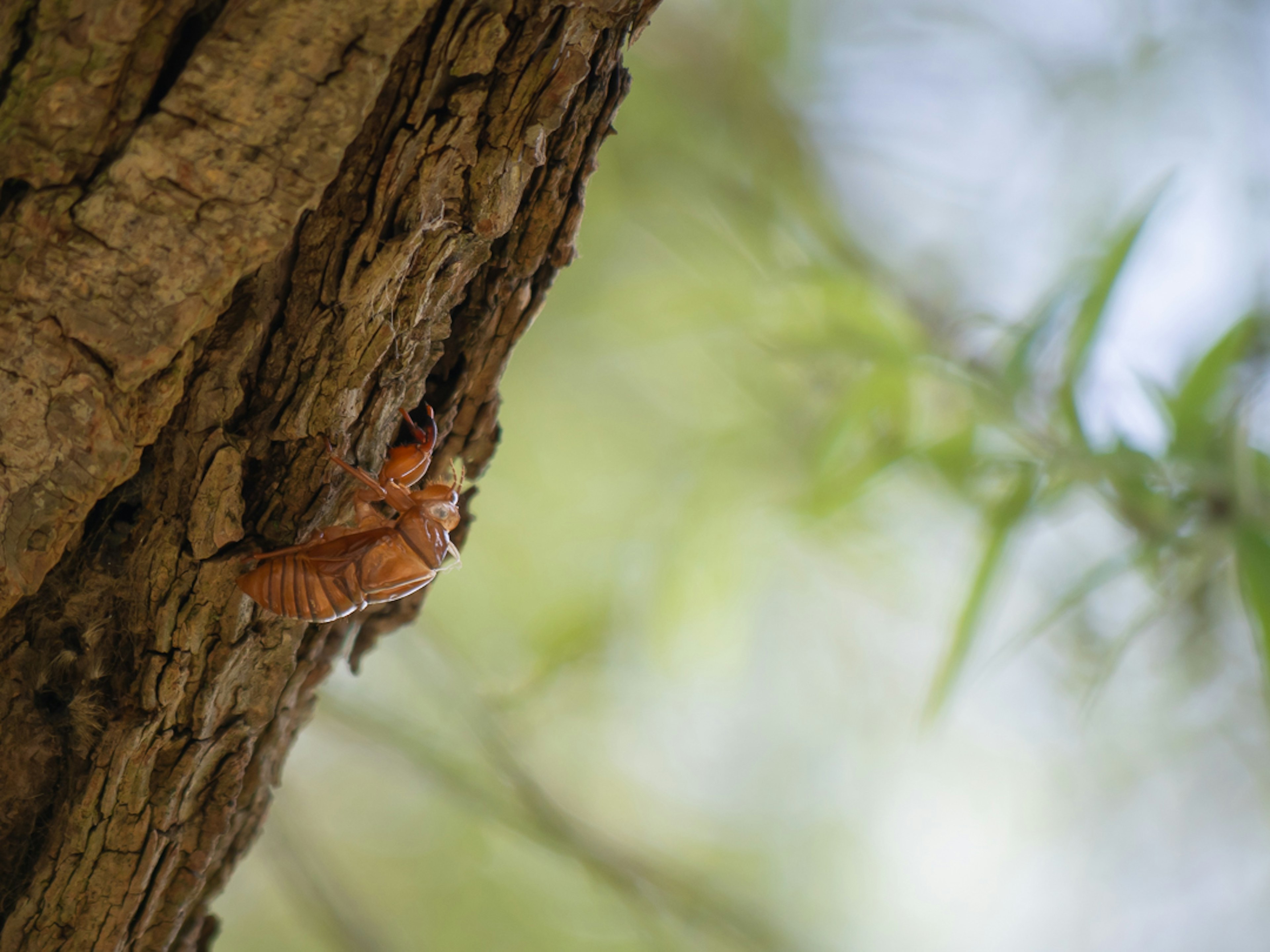 Una cigarra posada en un tronco de árbol