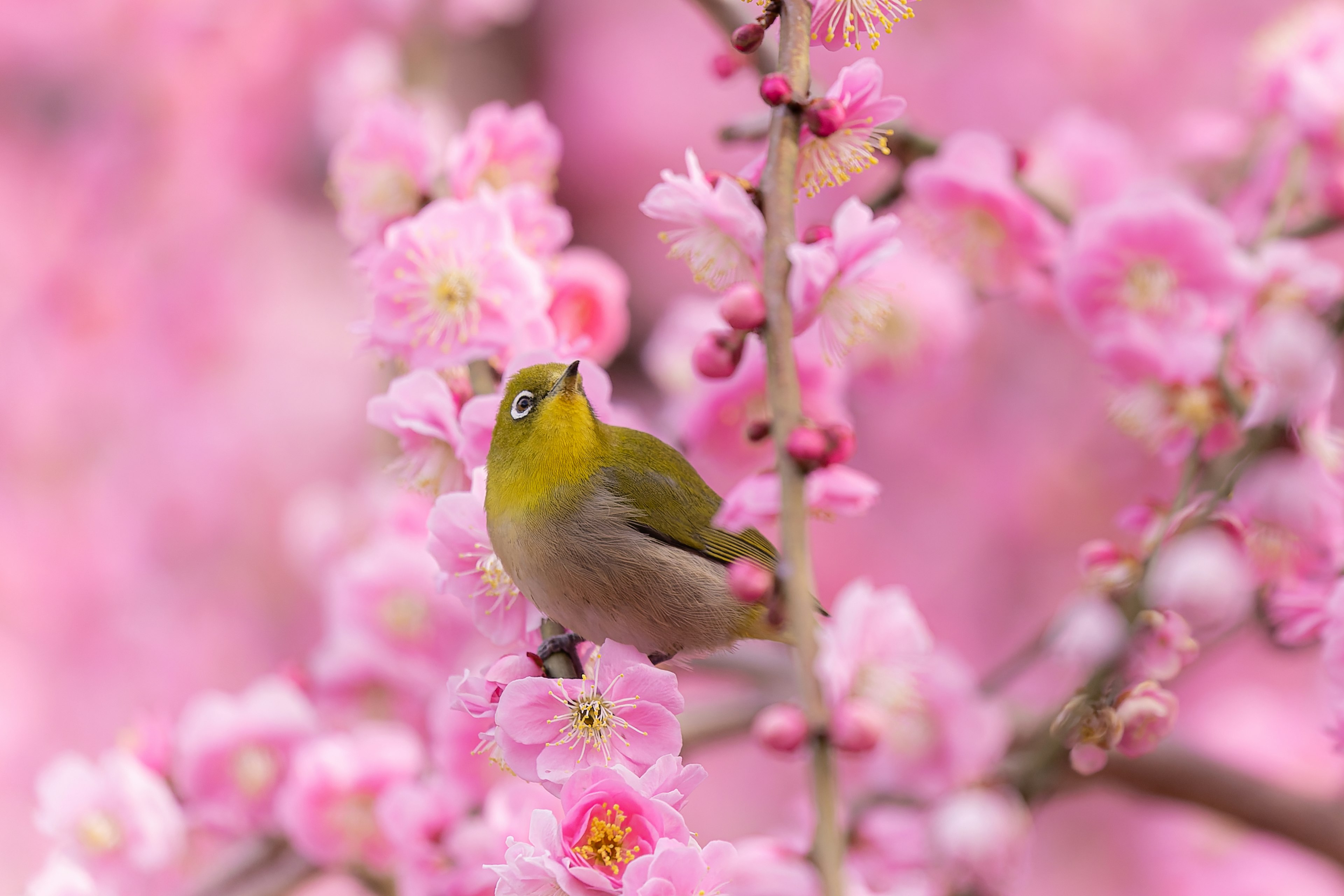 桃の花の間にいる小さな鳥の写真