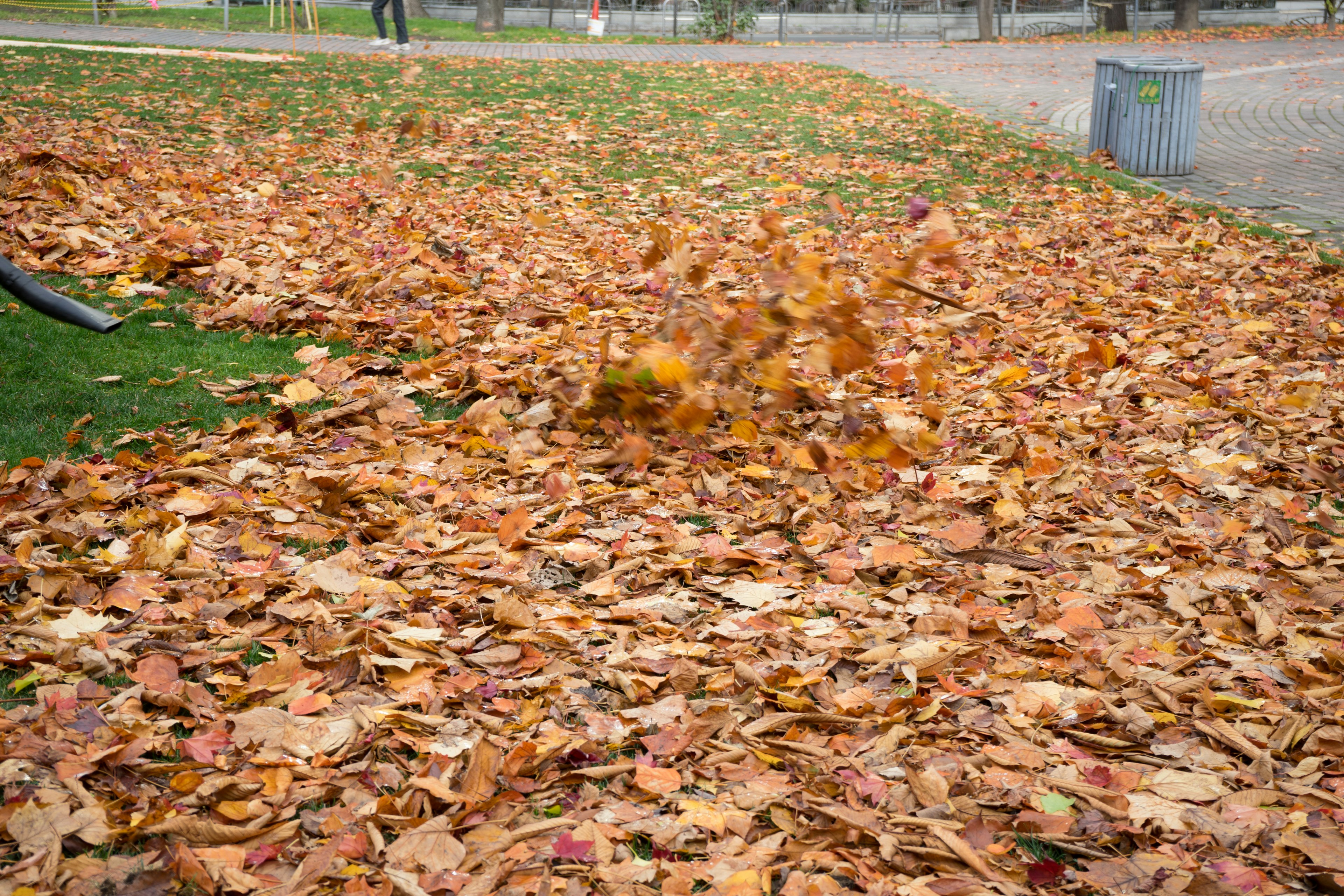 Imagen de un parque cubierto de hojas caídas en otoño