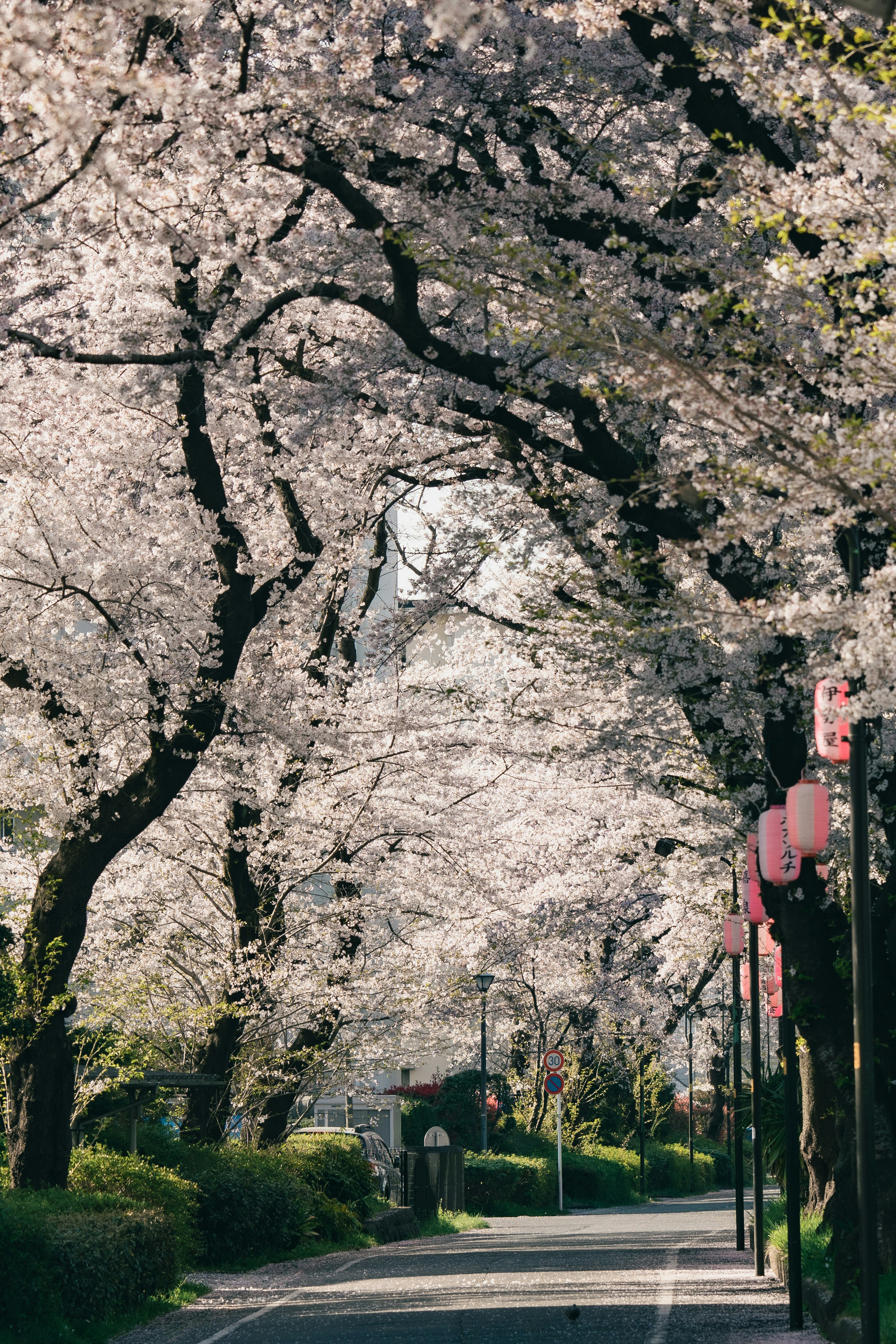 Sentiero fiancheggiato da alberi di ciliegio in fiore e lanterne