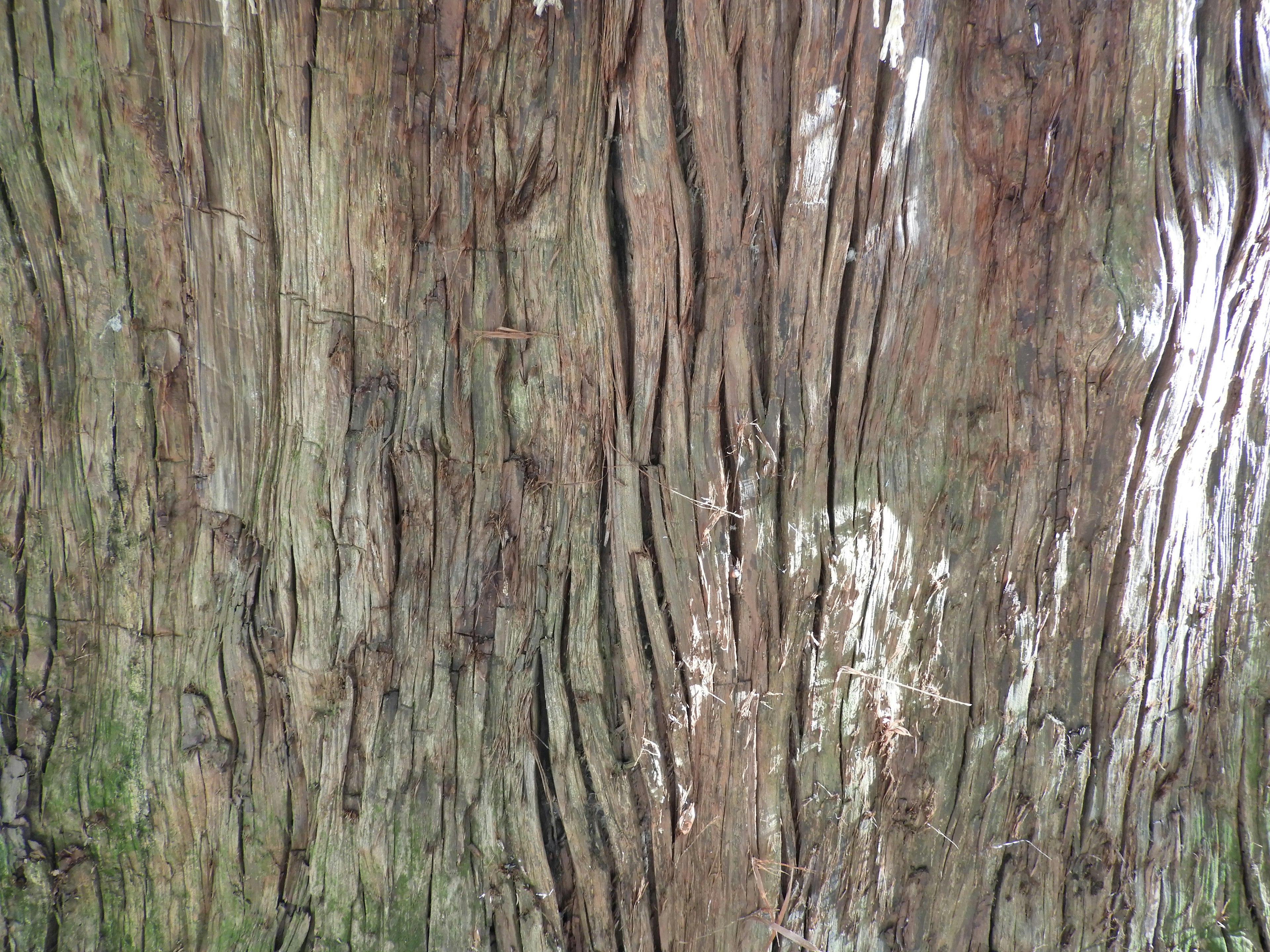 Primo piano della corteccia di un albero con dettagli e texture intricati