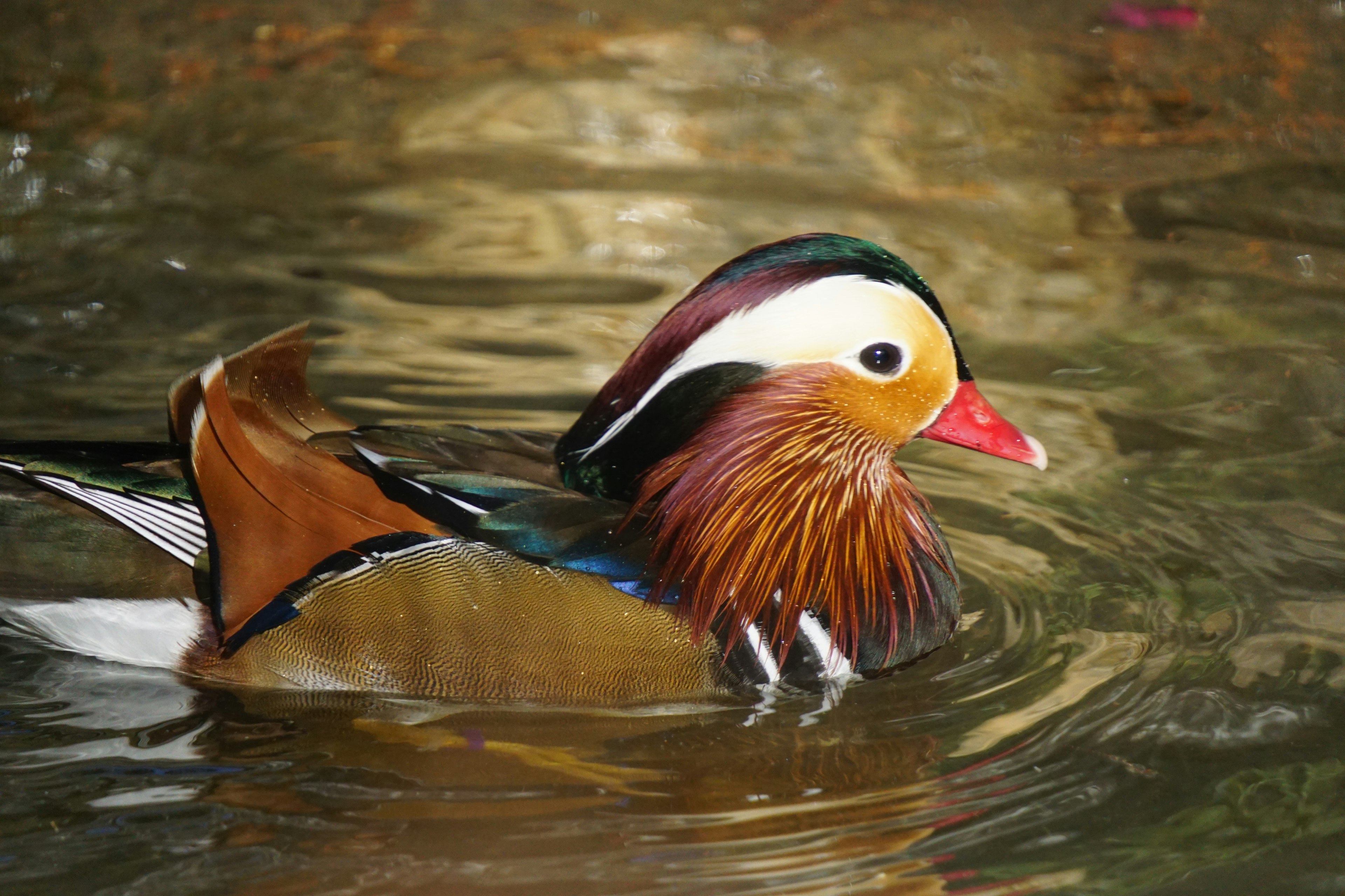 เป็ด mandarins สวยงามว่ายน้ำในน้ำด้วยขนที่สดใสและหัวที่มีสีสัน