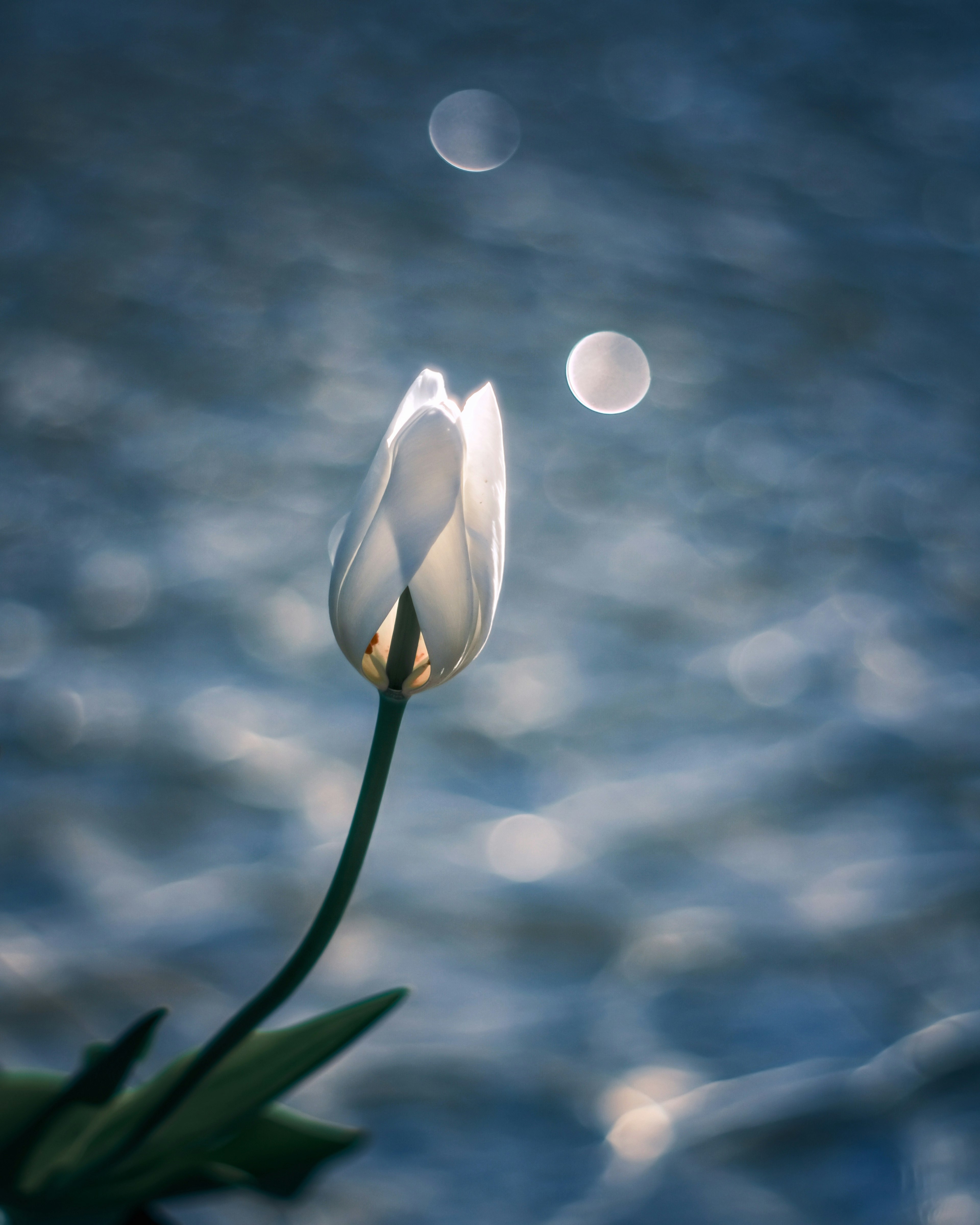 Una flor de tulipán blanco flotando en el agua con suaves reflejos de luz