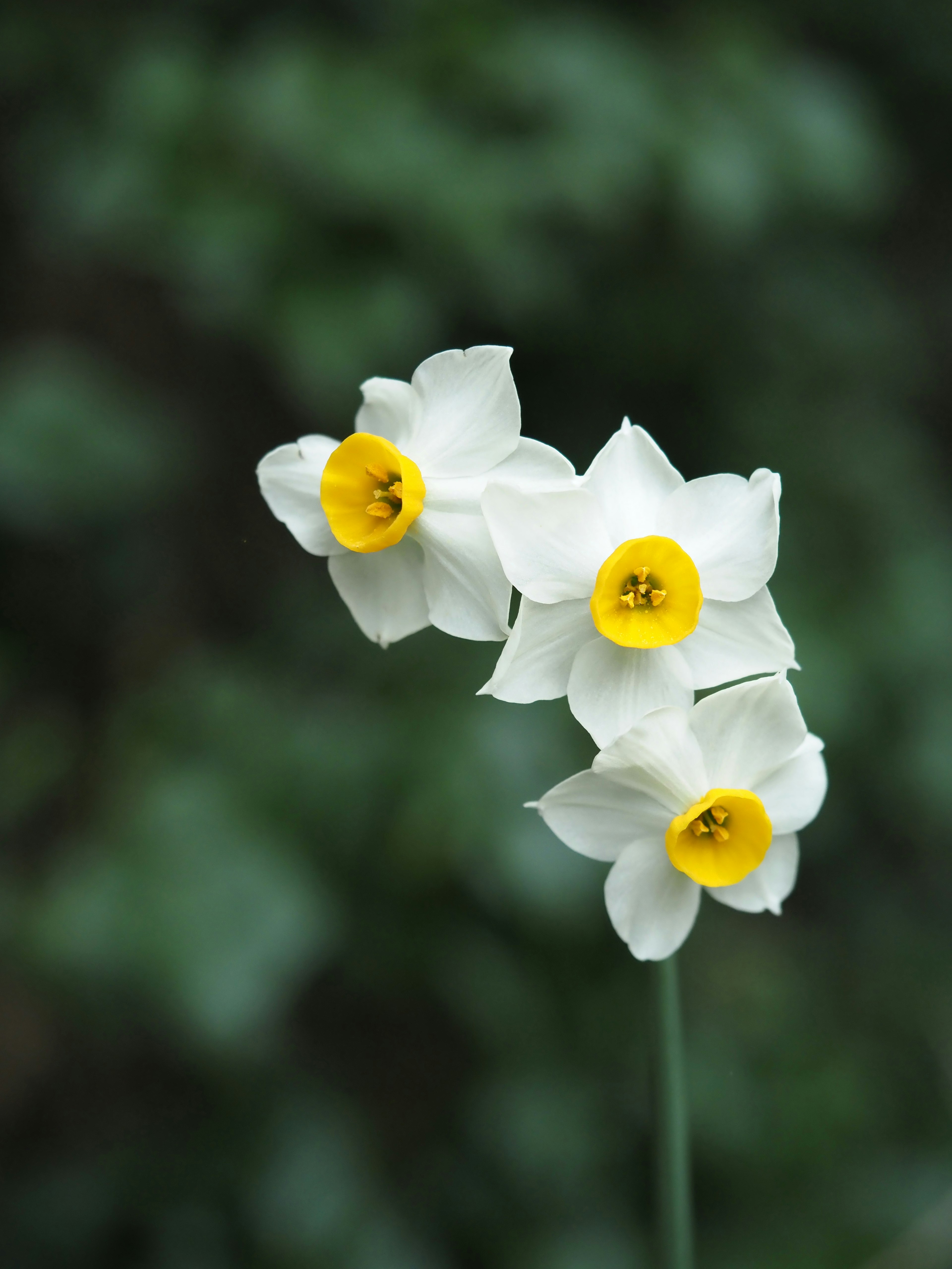 Gros plan de fleurs de narcisse avec des pétales blancs et des centres jaunes