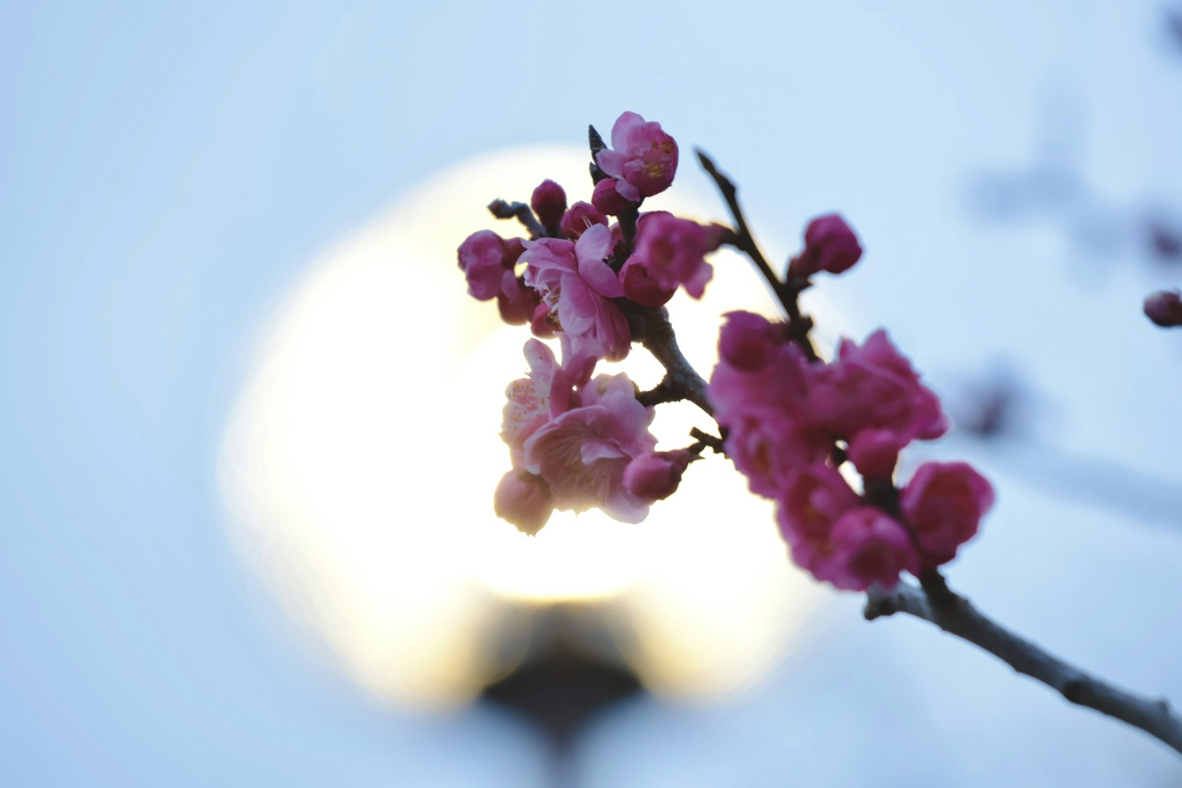 Pink flowers on a branch with a blurred light in the background