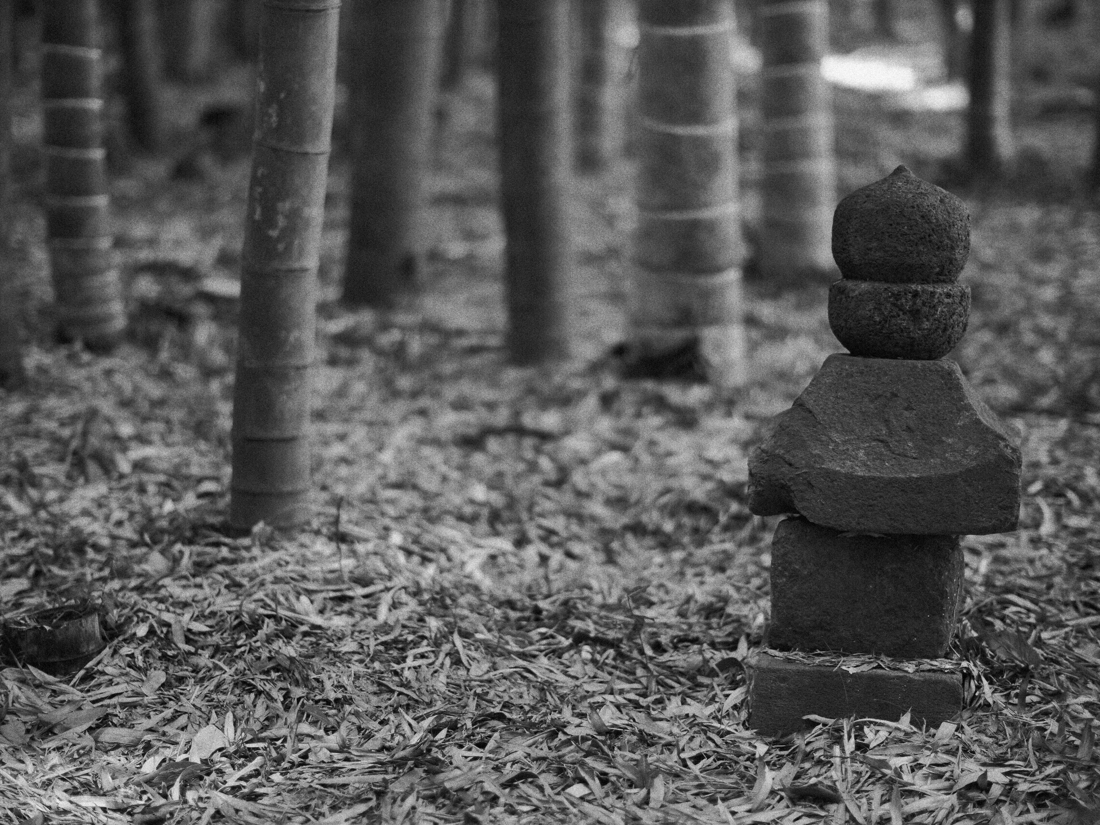 Linterna de piedra en un bosque en blanco y negro con árboles de bambú