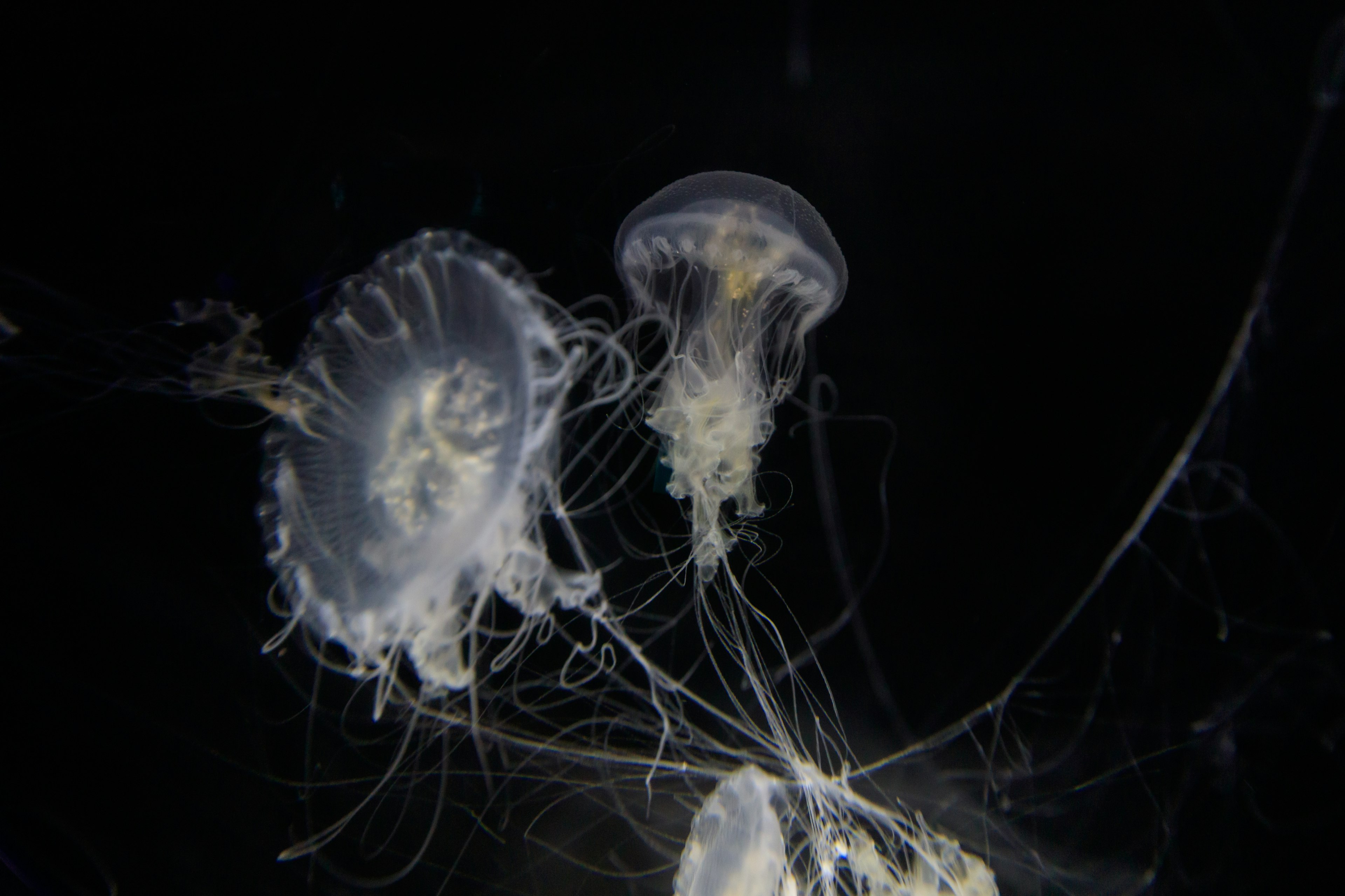 A group of translucent jellyfish floating against a dark background