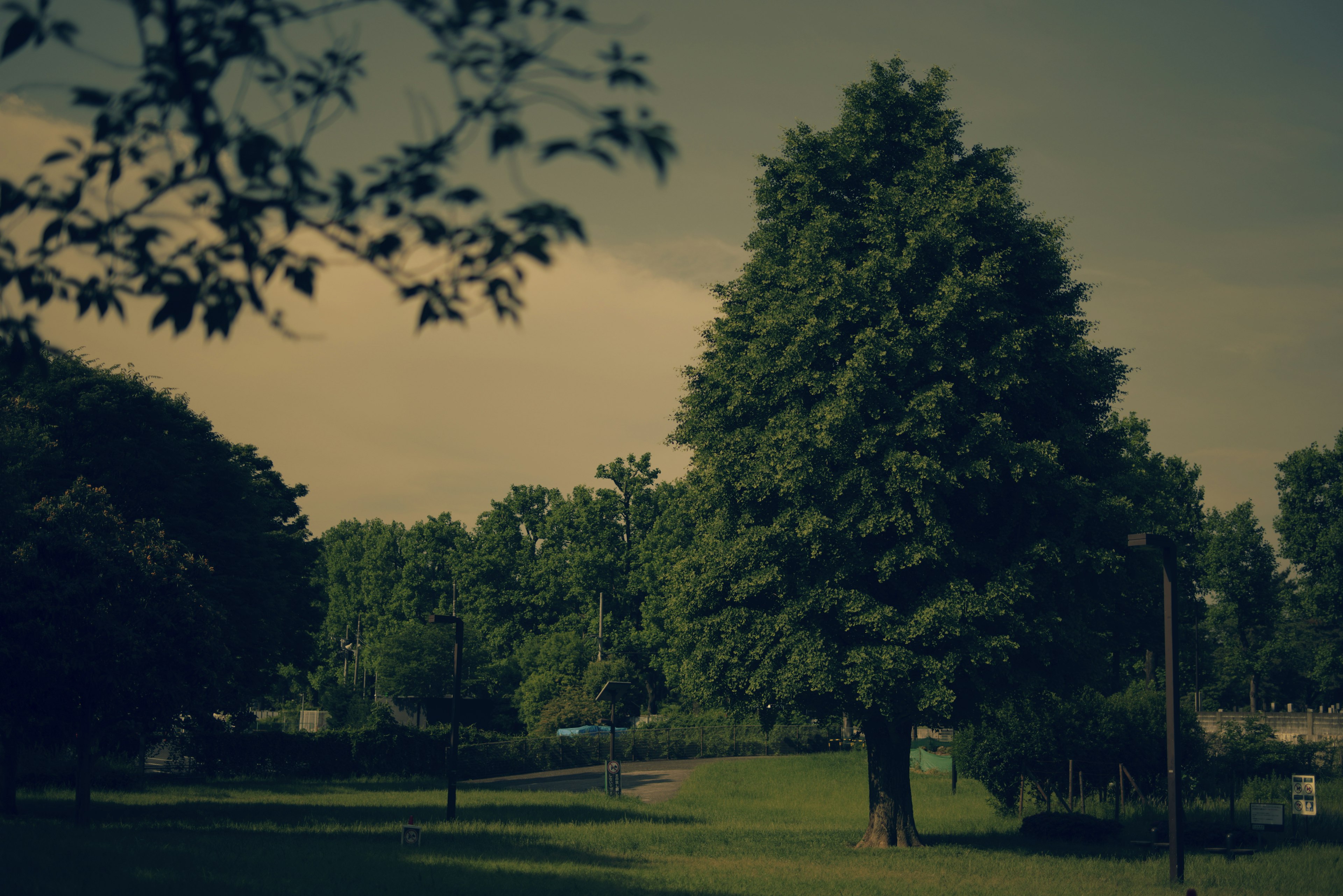 Scène de parc verdoyant avec des arbres verts et un ciel bleu