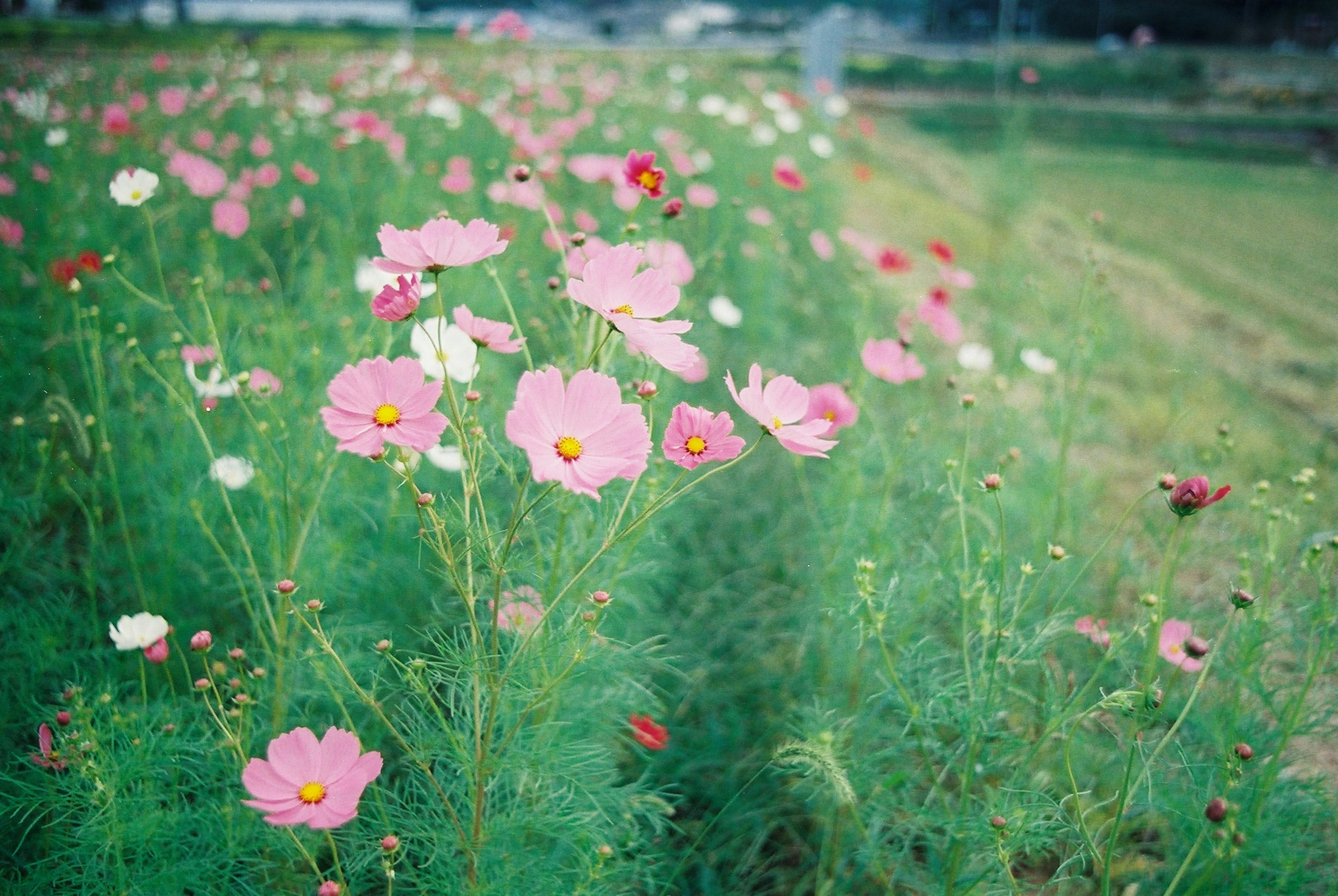 Campo di fiori rosa e bianchi in un ambiente verde