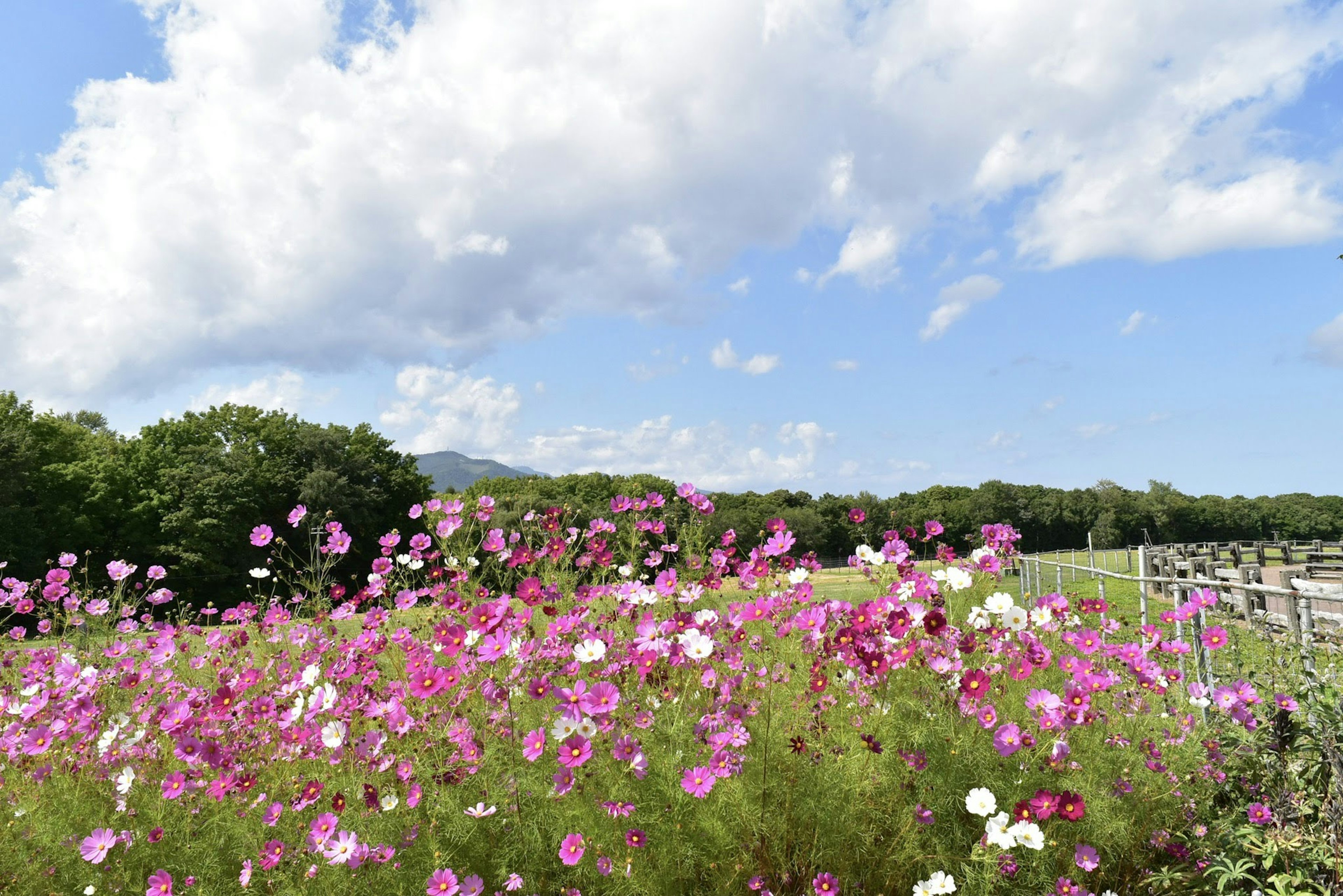 Lapangan bunga cosmos merah muda dan putih di bawah langit biru