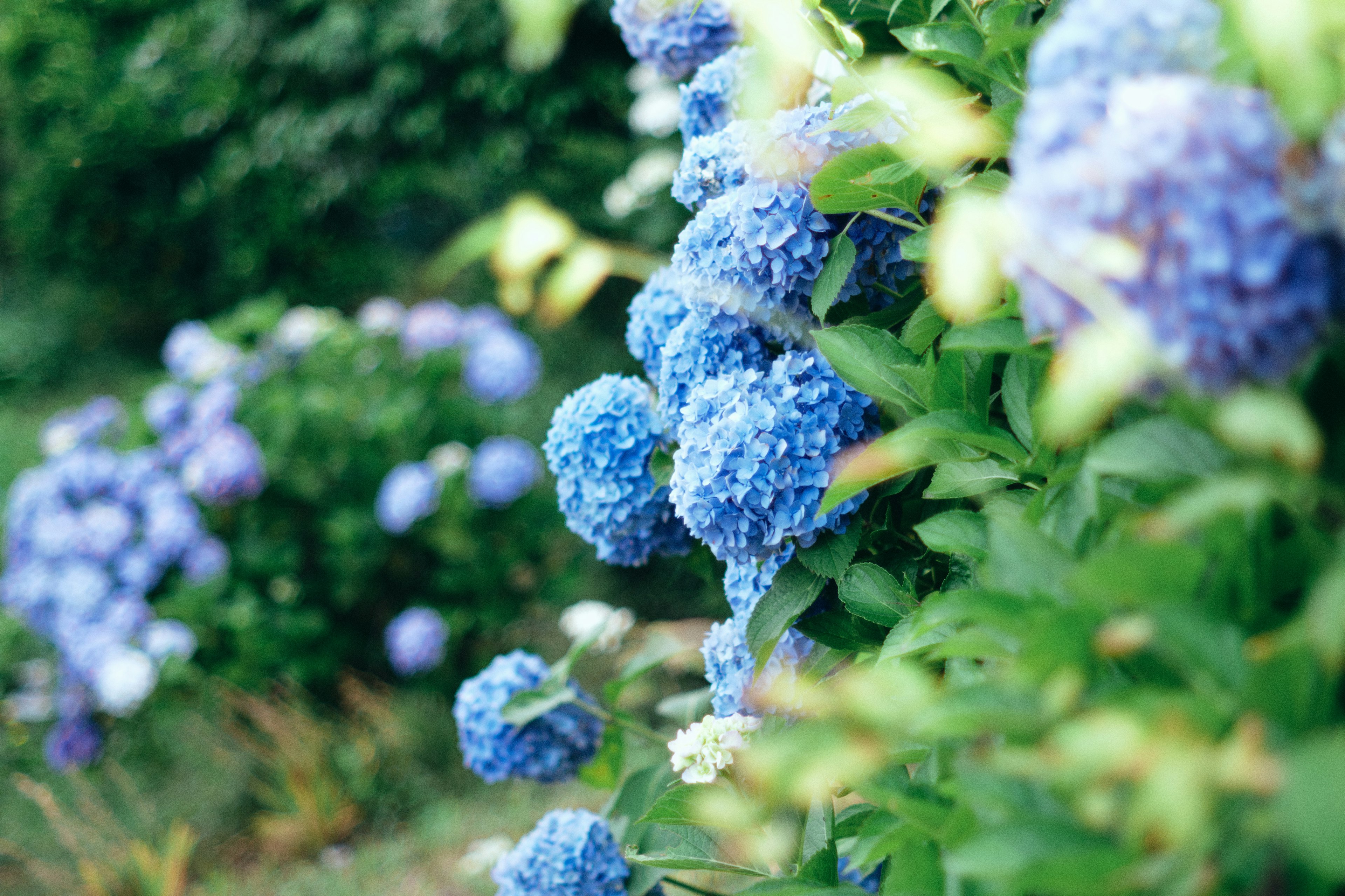 Pemandangan taman dengan bunga hortensia biru yang mekar