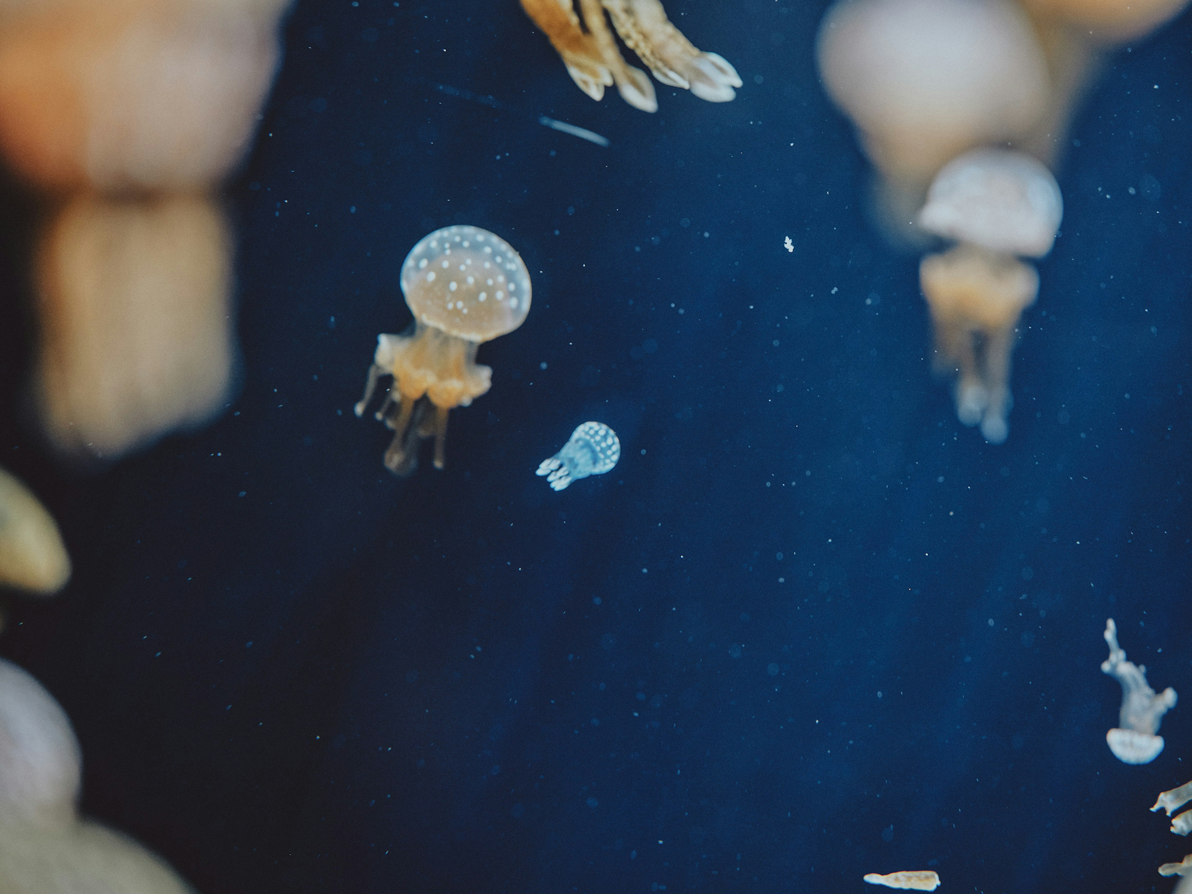 Un grupo de medusas flotando sobre un fondo azul con una pequeña medusa