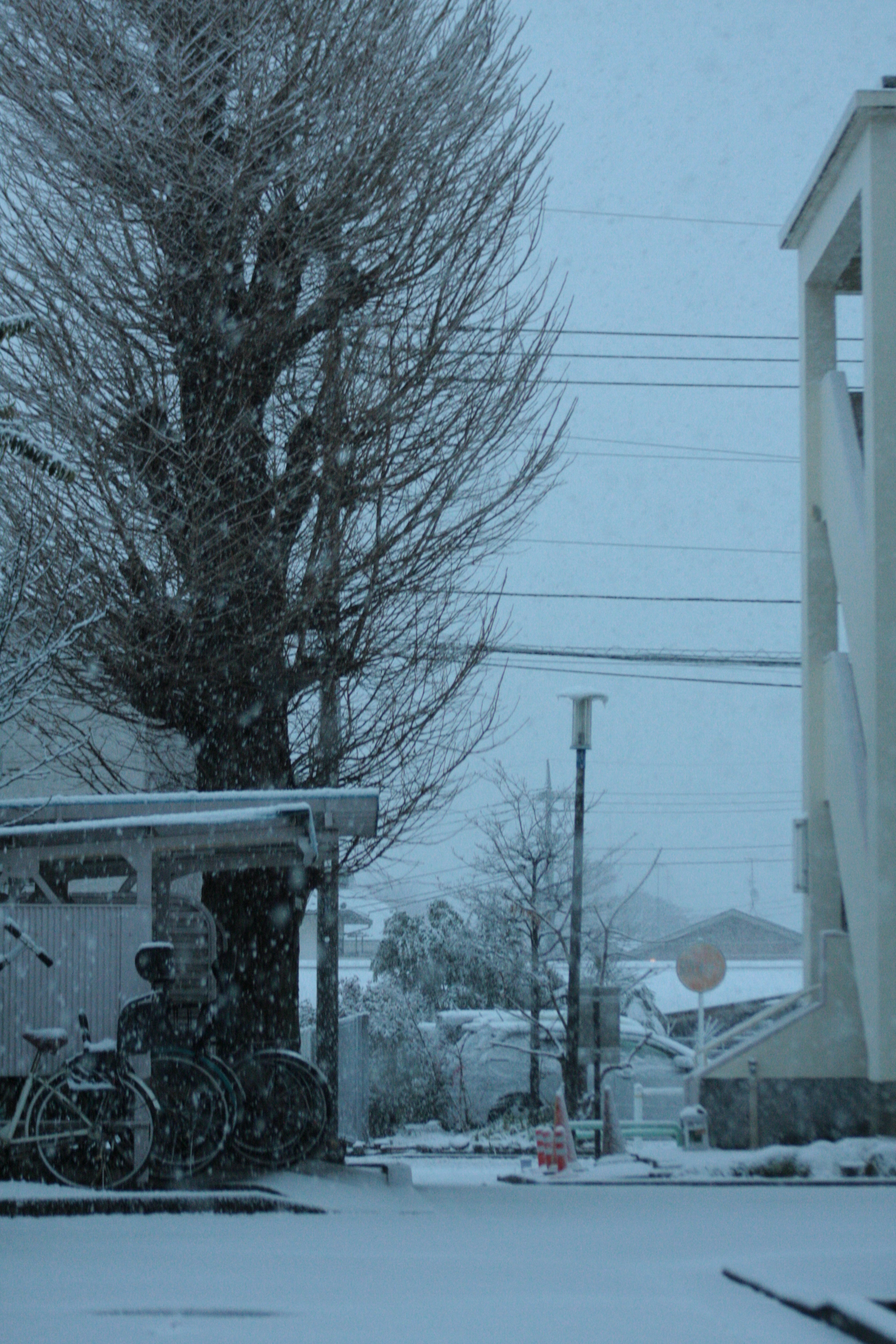 宁静的雪景，突出的树和建筑