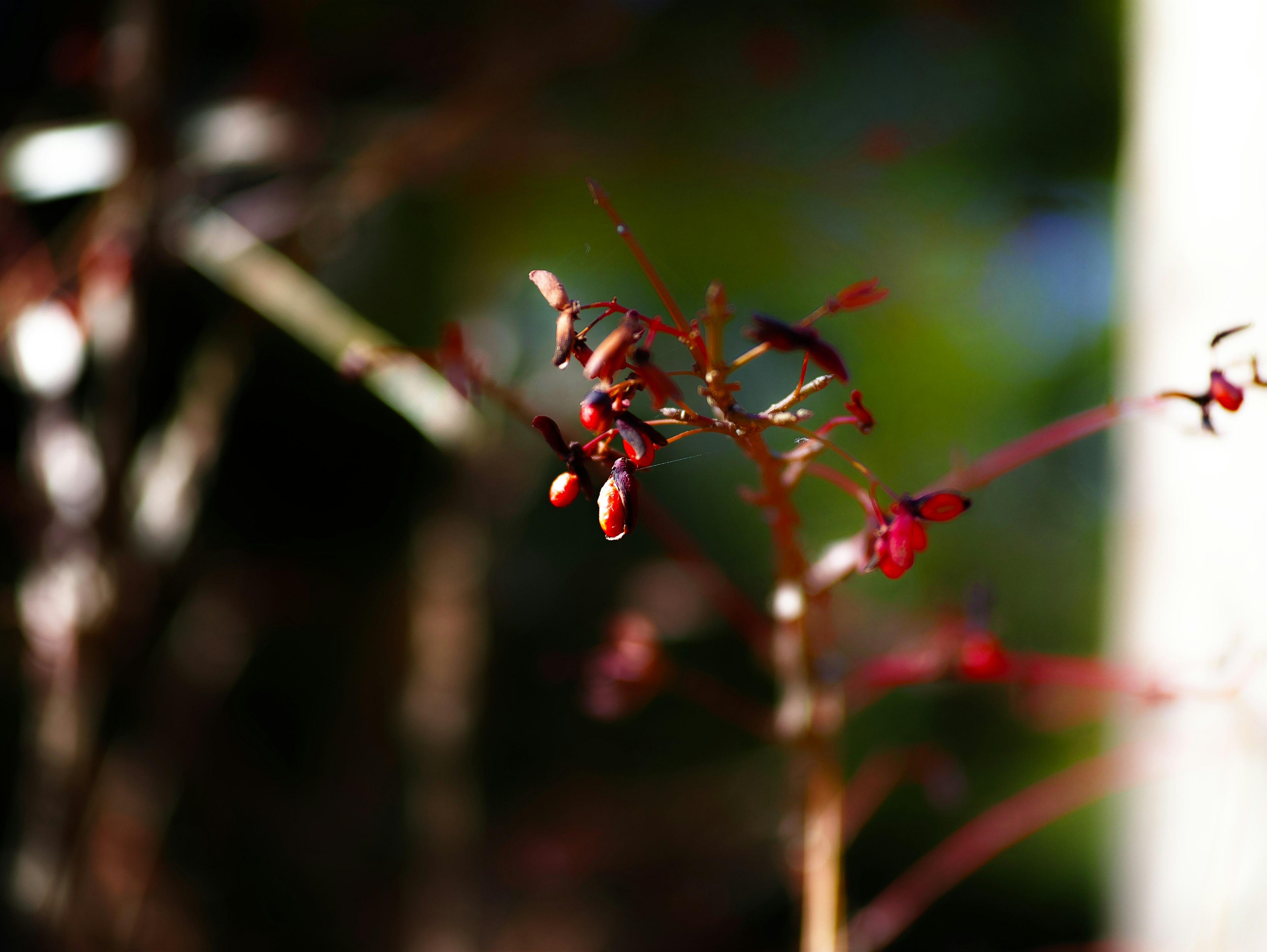 Photo en gros plan d'une plante avec de petites fleurs rouges