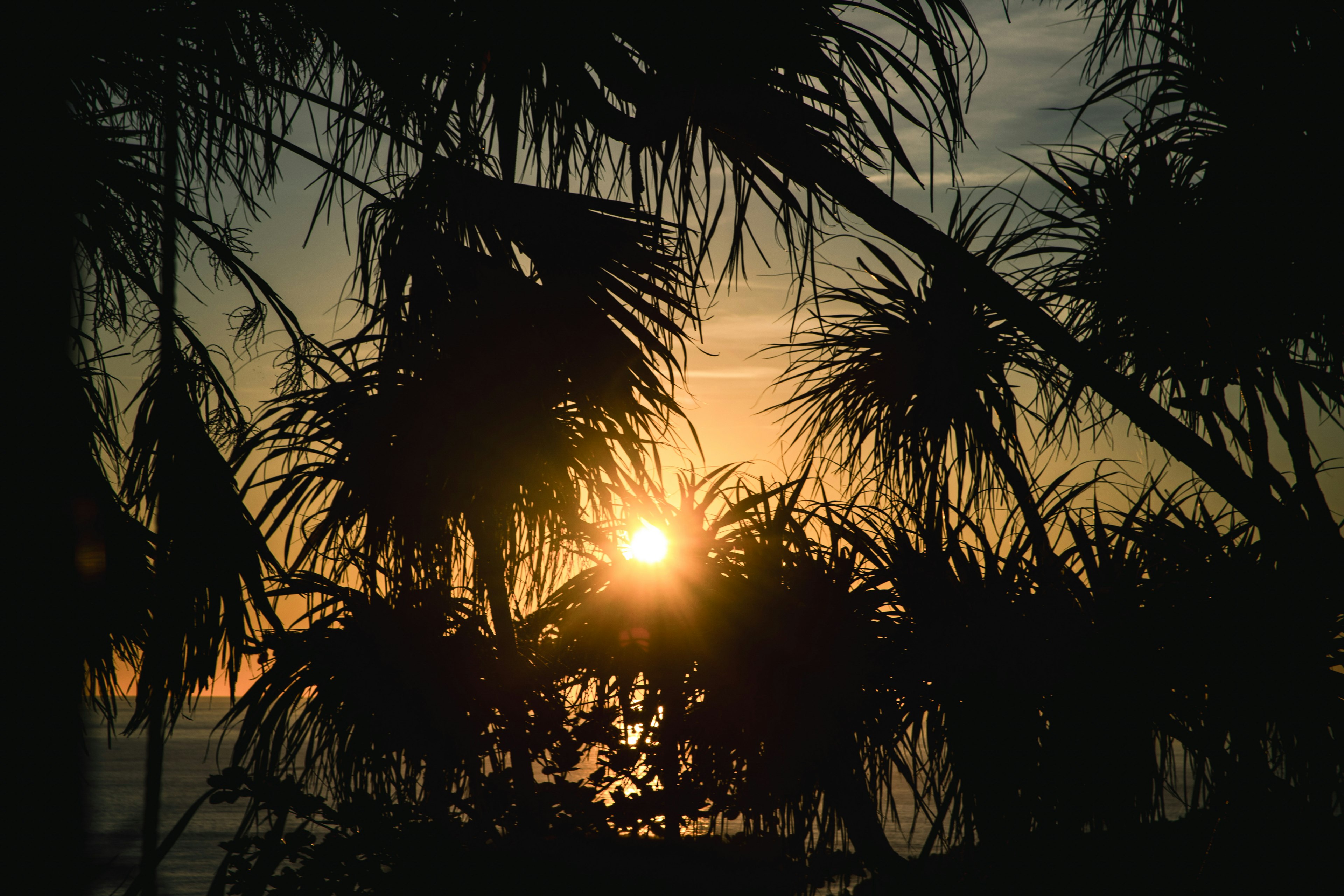 Silhouette of palm trees against a sunset over the ocean