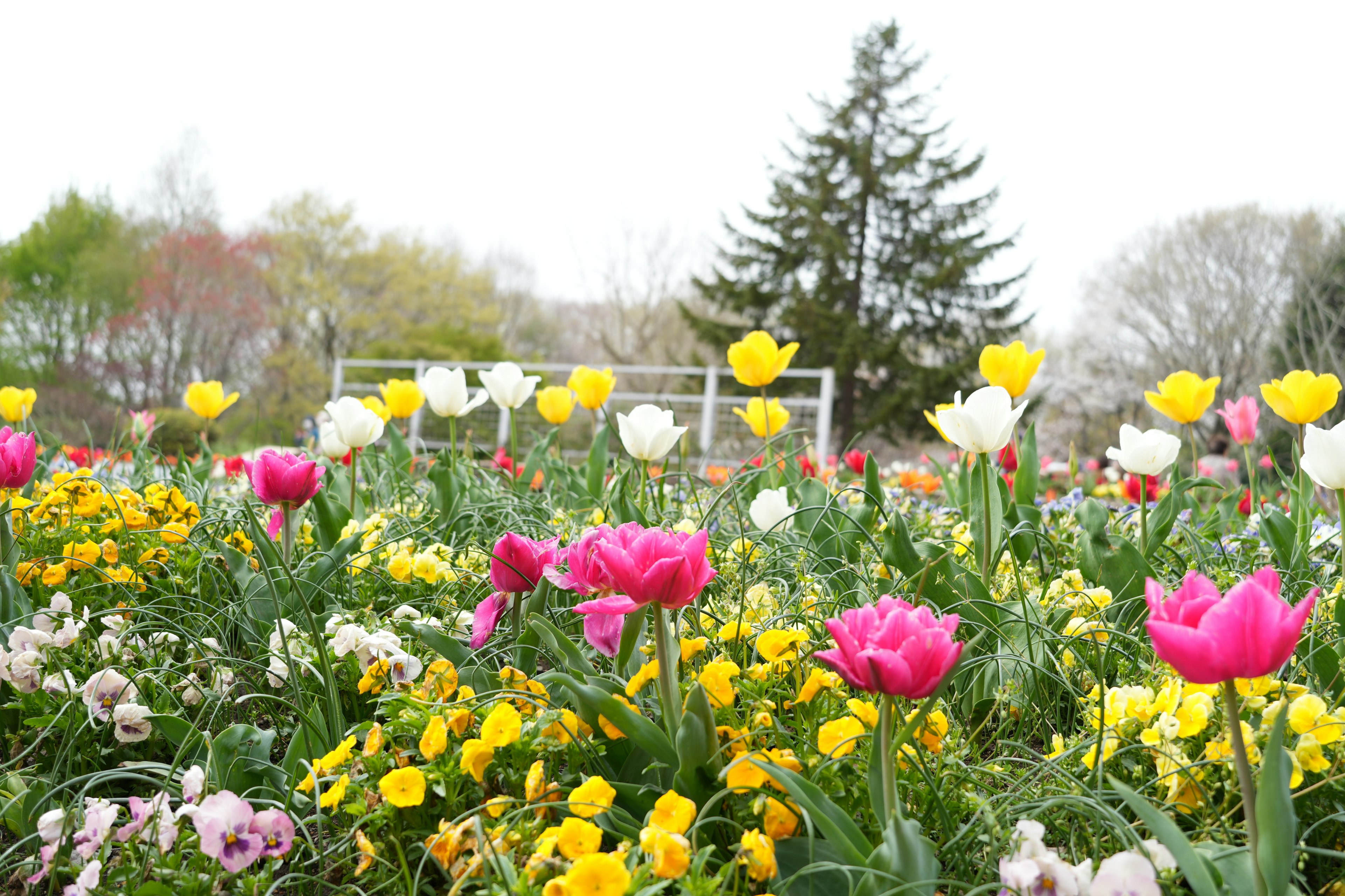 Tulipes colorées et fleurs épanouies dans un paysage de jardin