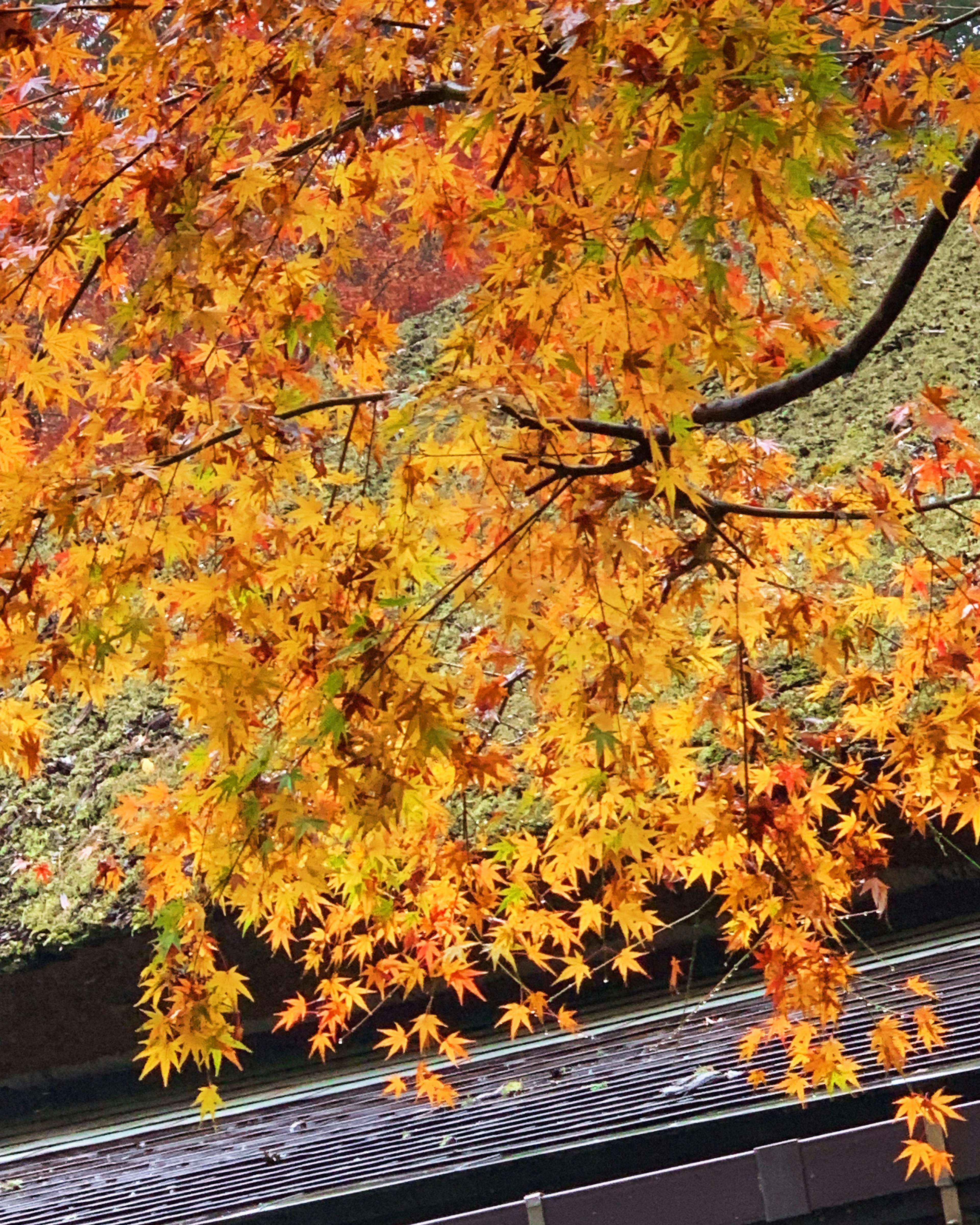 Hojas de arce naranjas y amarillas vibrantes agrupadas en ramas en una escena de otoño