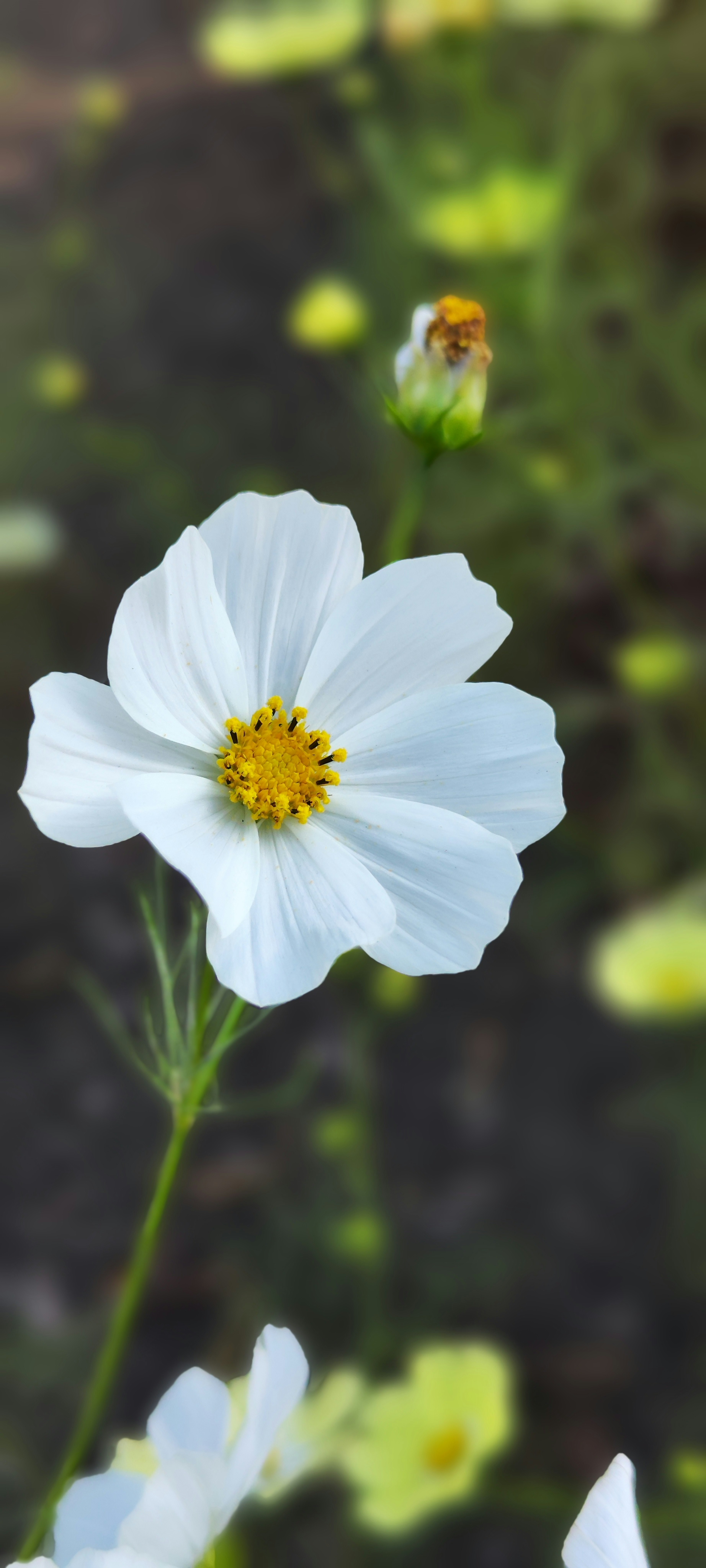 白い花と黄色い中心部が特徴の花のクローズアップ