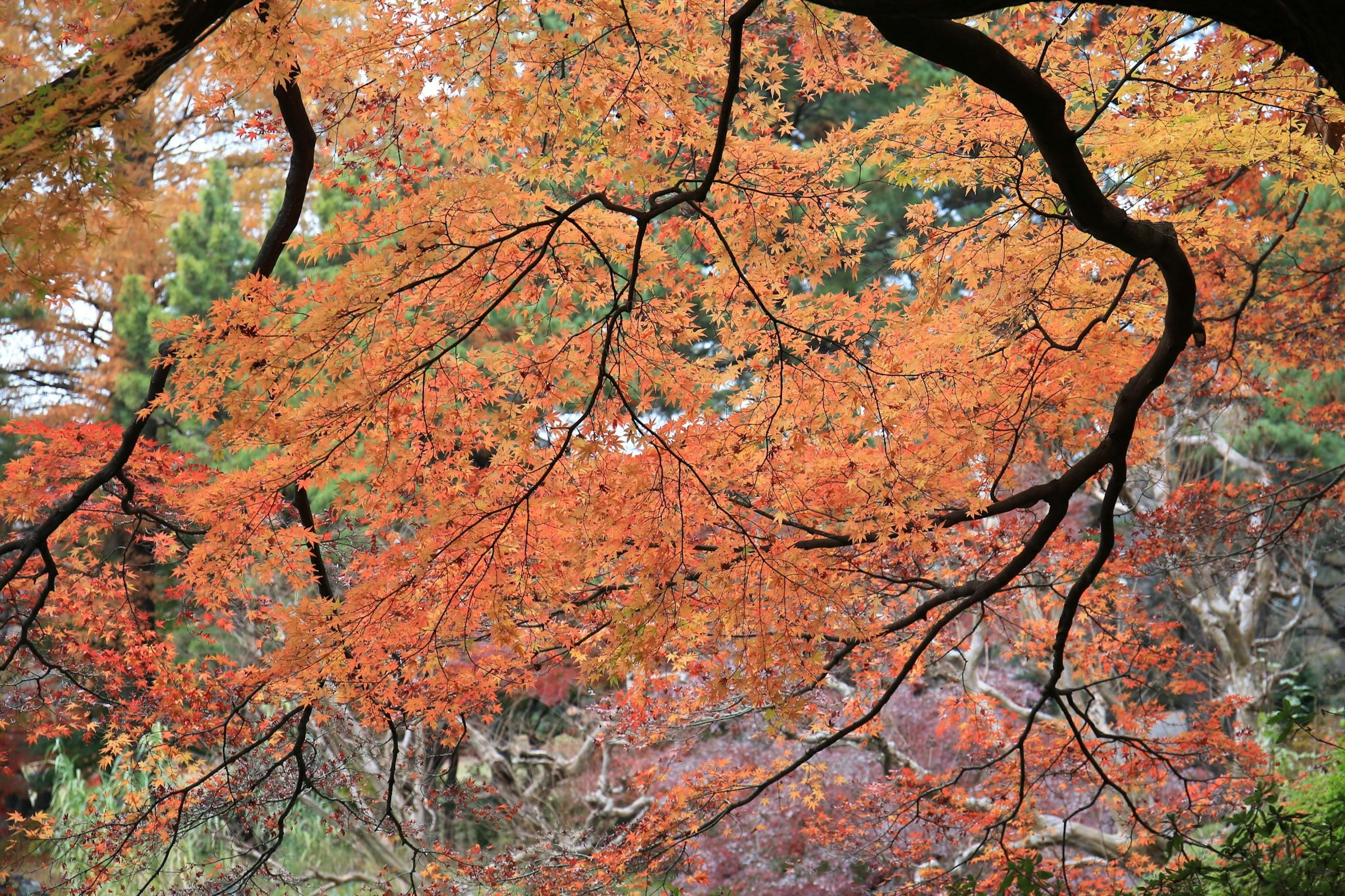 Feuillage d'automne magnifique avec des feuilles orange et rouges vives