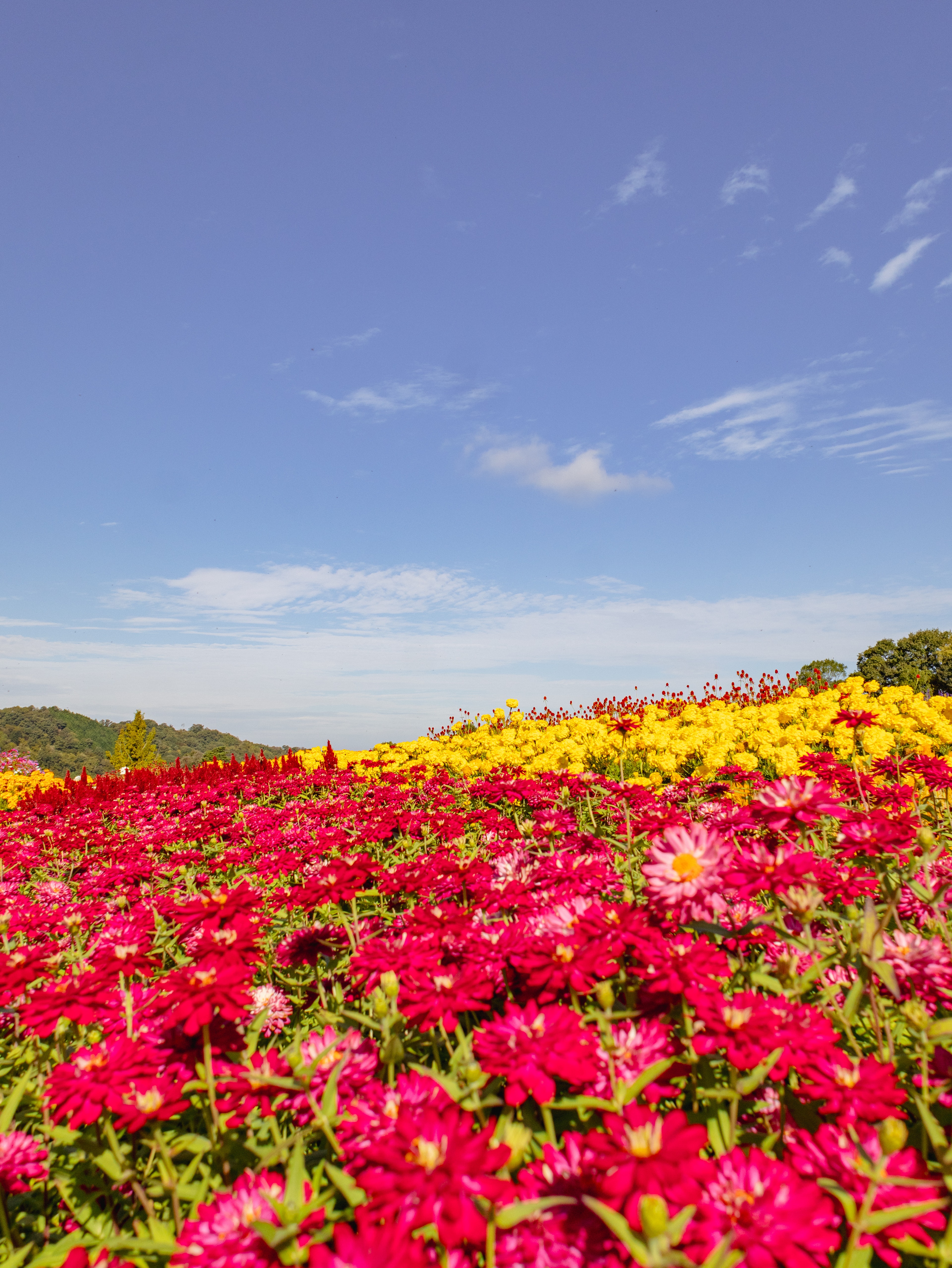 Vibrant flower field with red and yellow blooms under a clear blue sky