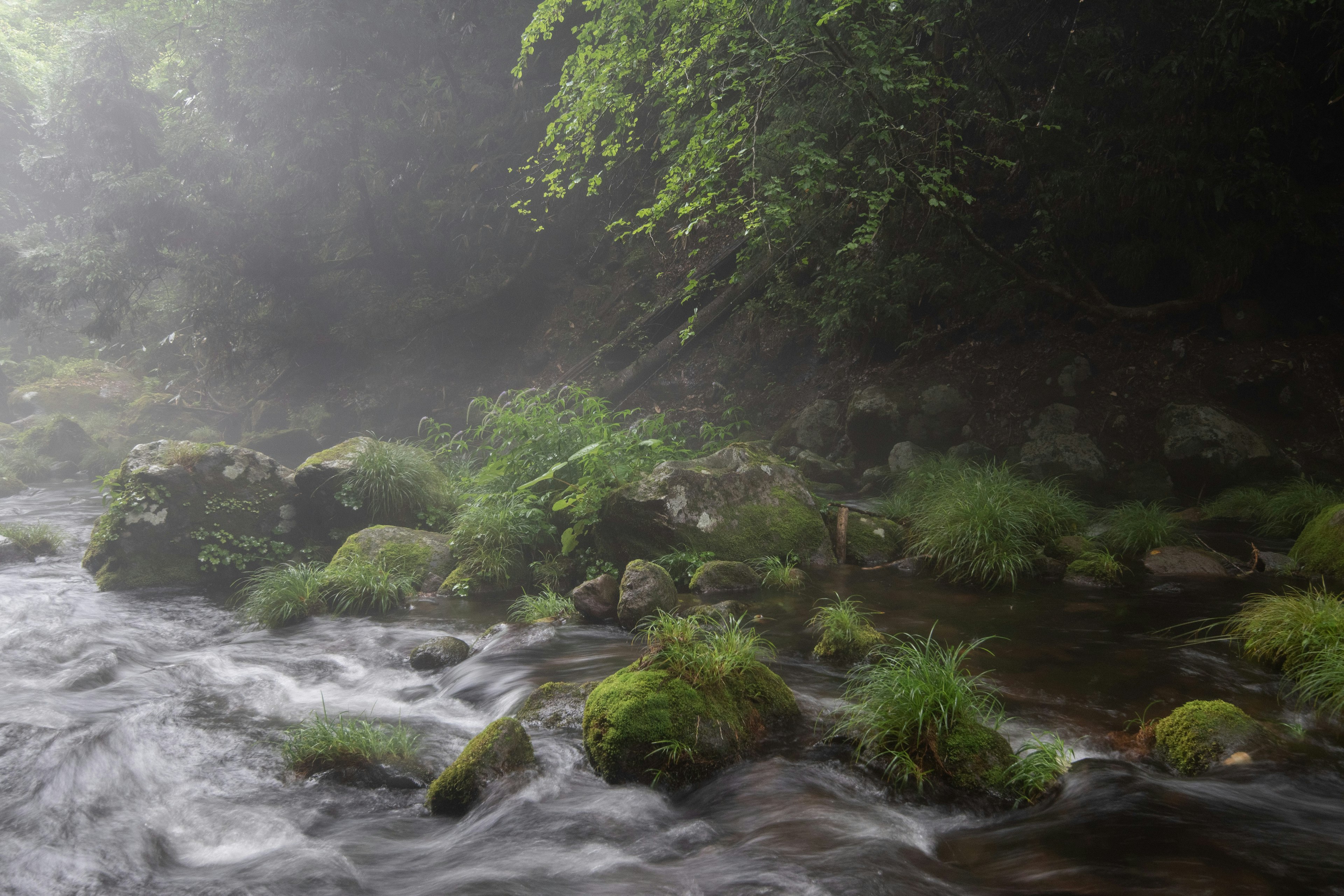 霧の中を流れる小川と緑の草