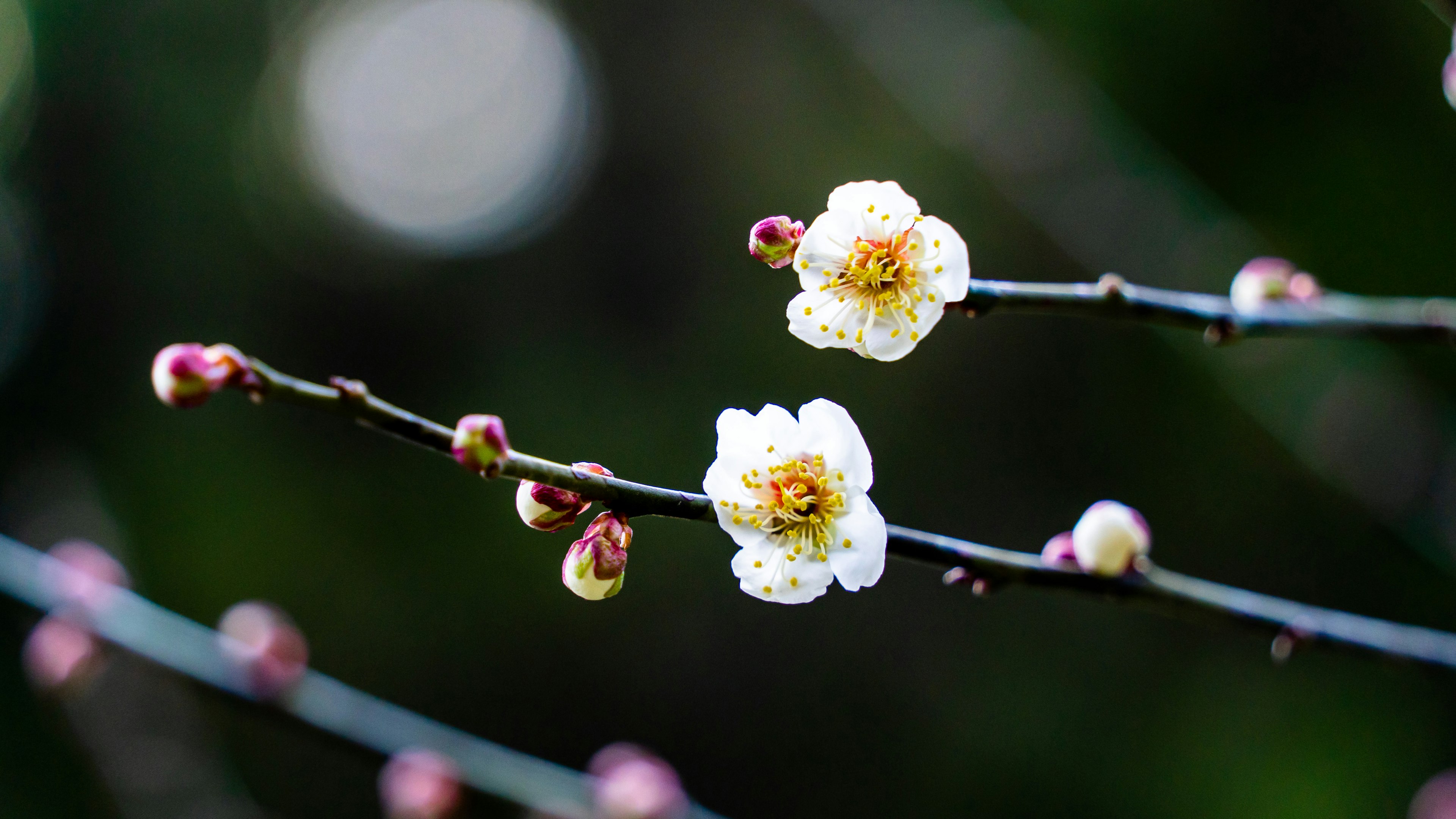 白い梅の花とつぼみが枝に咲いている