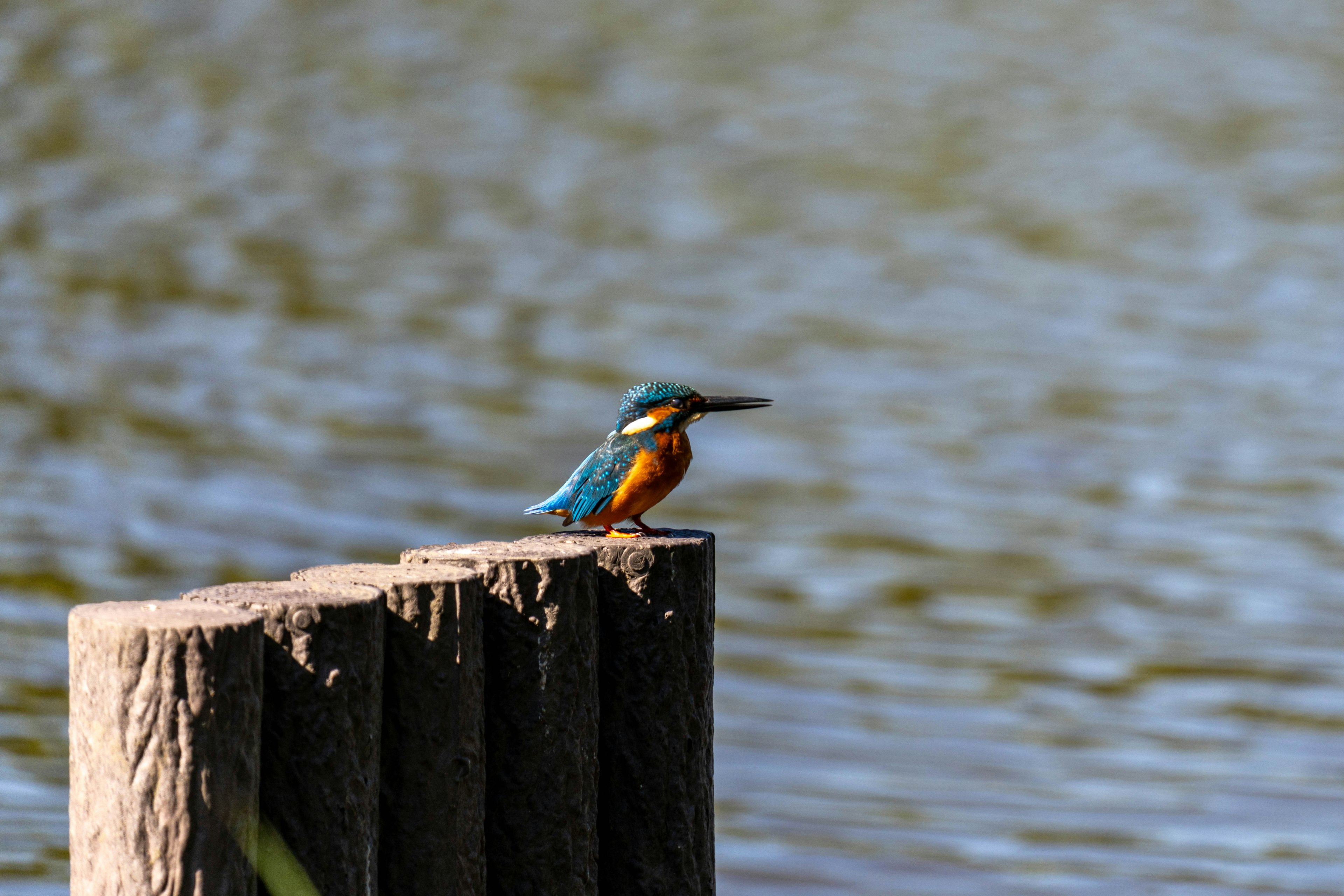 Un roi pêcheur vibrant perché sur un poteau en bois près de l'eau