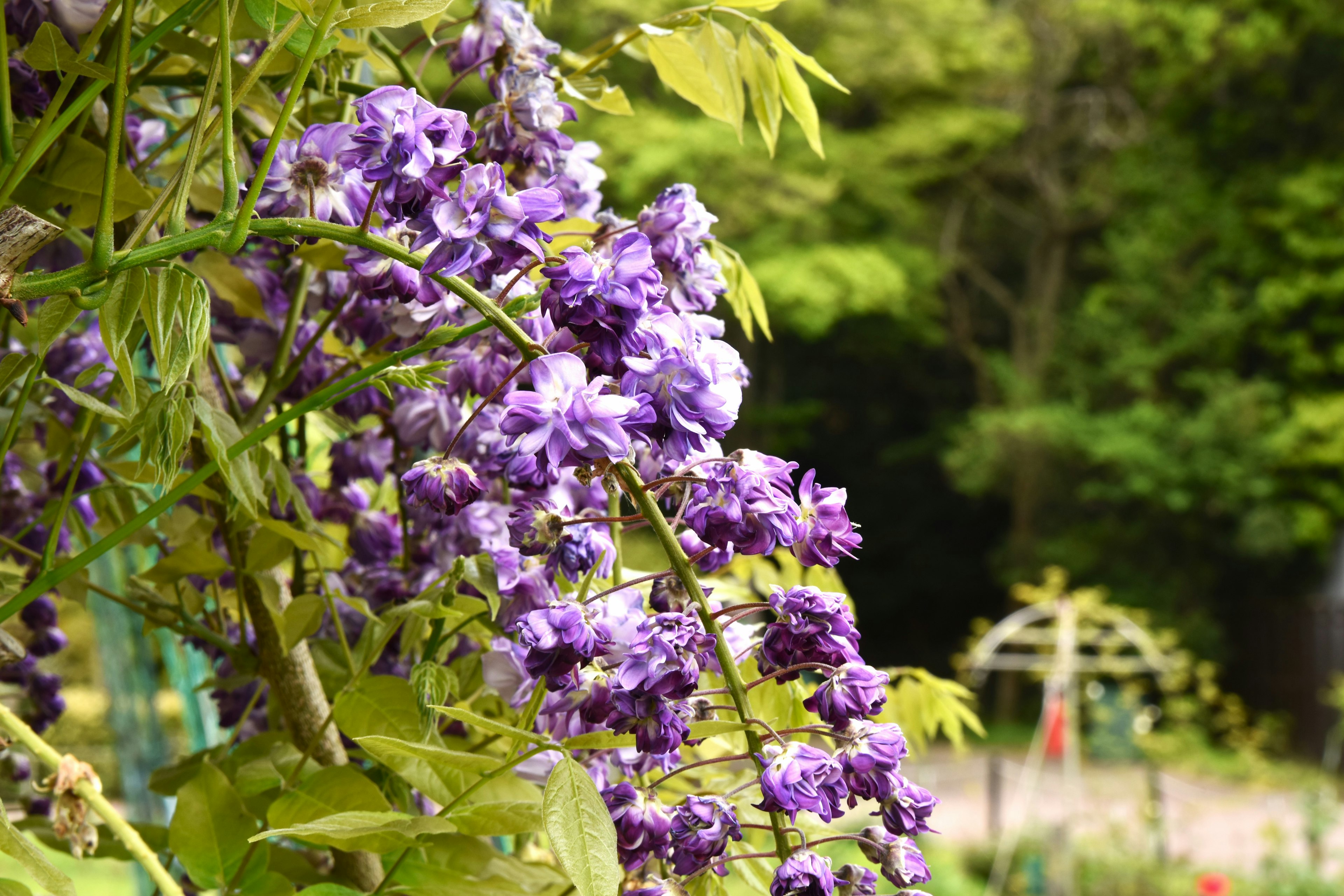 Pemandangan indah bunga wisteria ungu menggantung di antara daun hijau