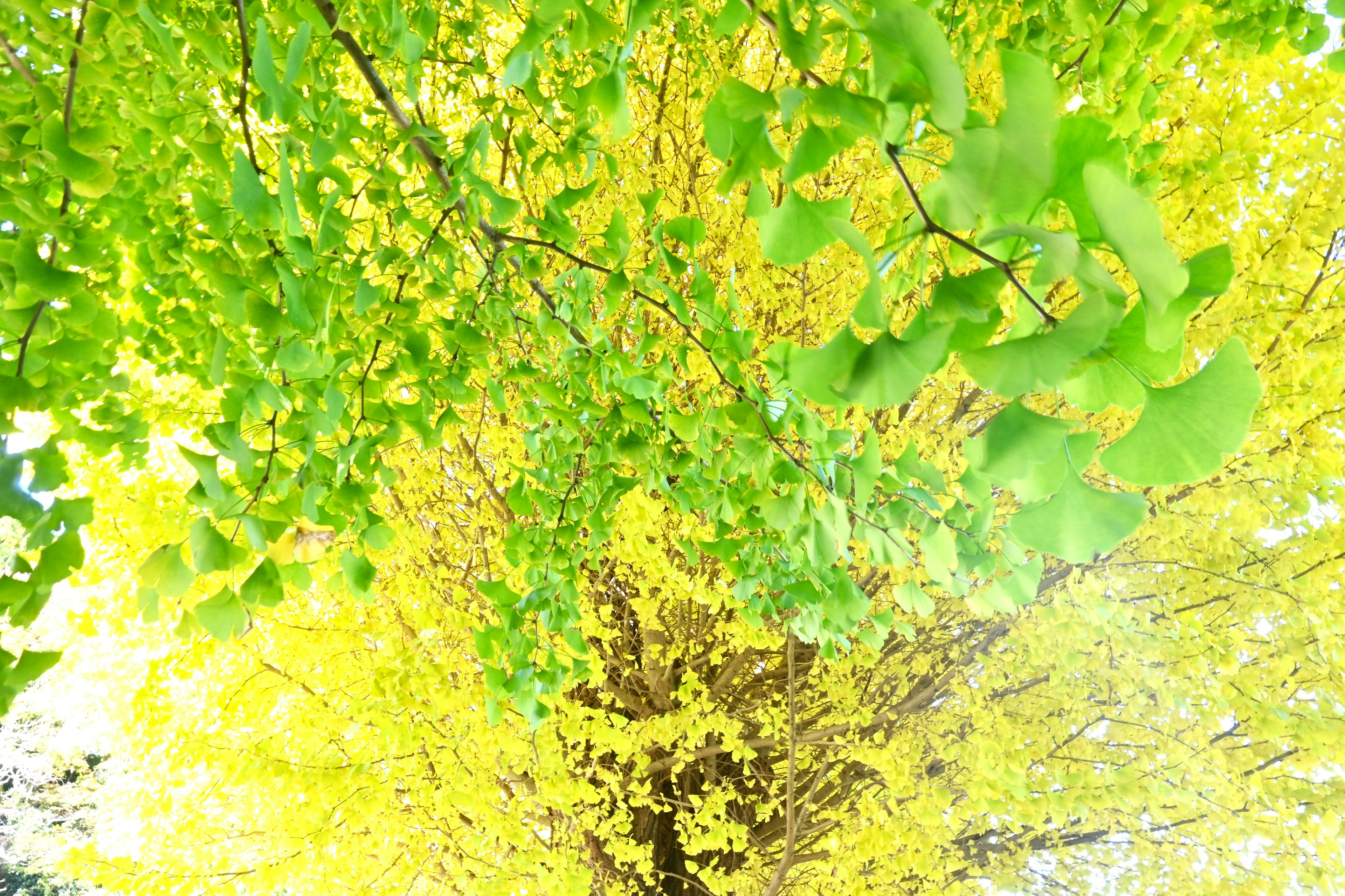 Vibrant view of a tree with green and yellow leaves from above