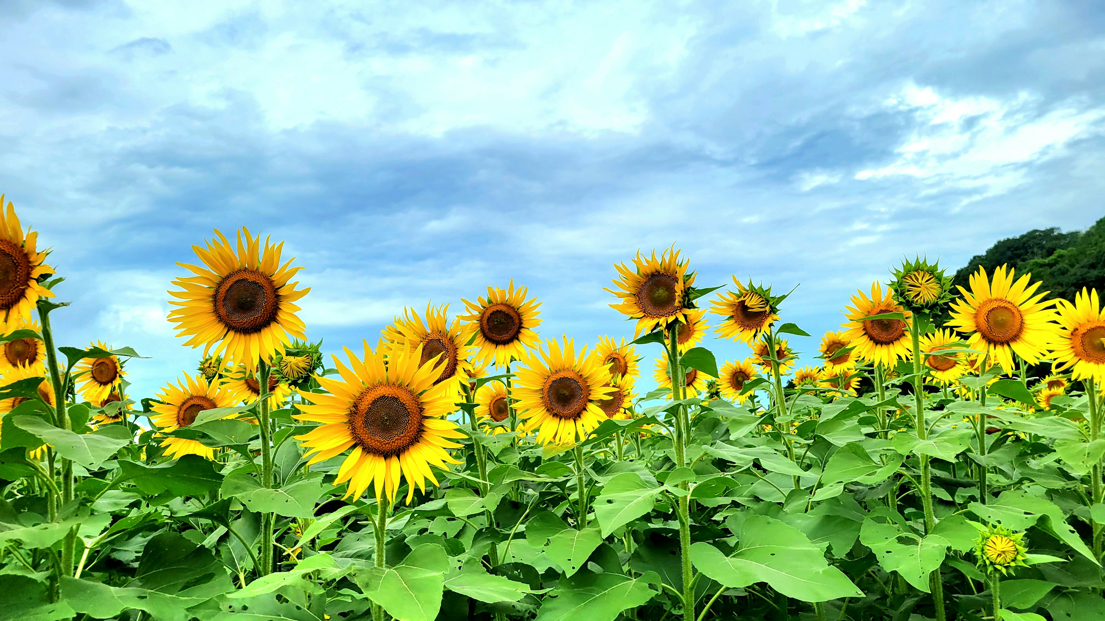 Ein Feld mit Sonnenblumen unter einem blauen Himmel