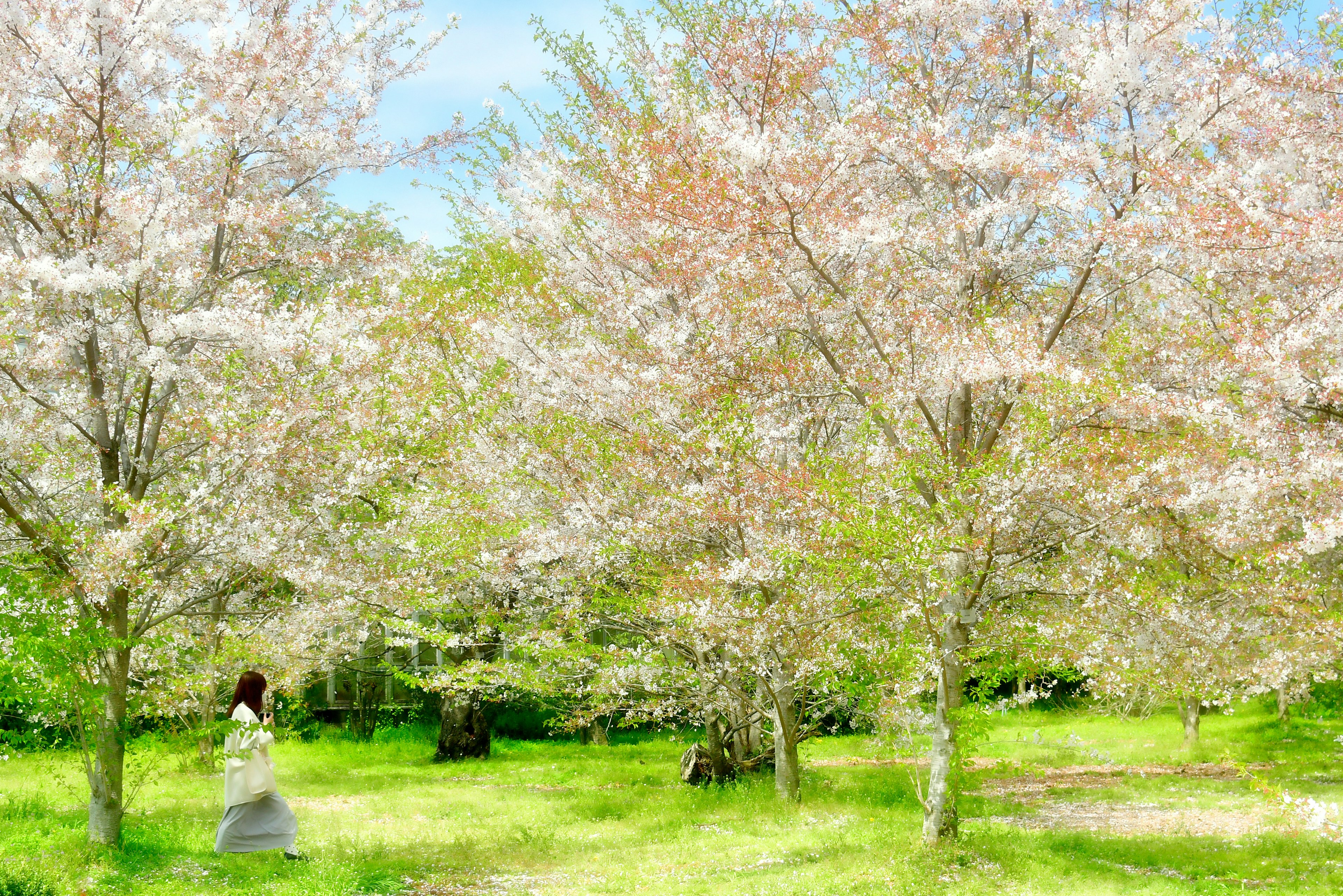 Scena di parco con alberi di ciliegio in fiore circondati da erba verde e cielo blu