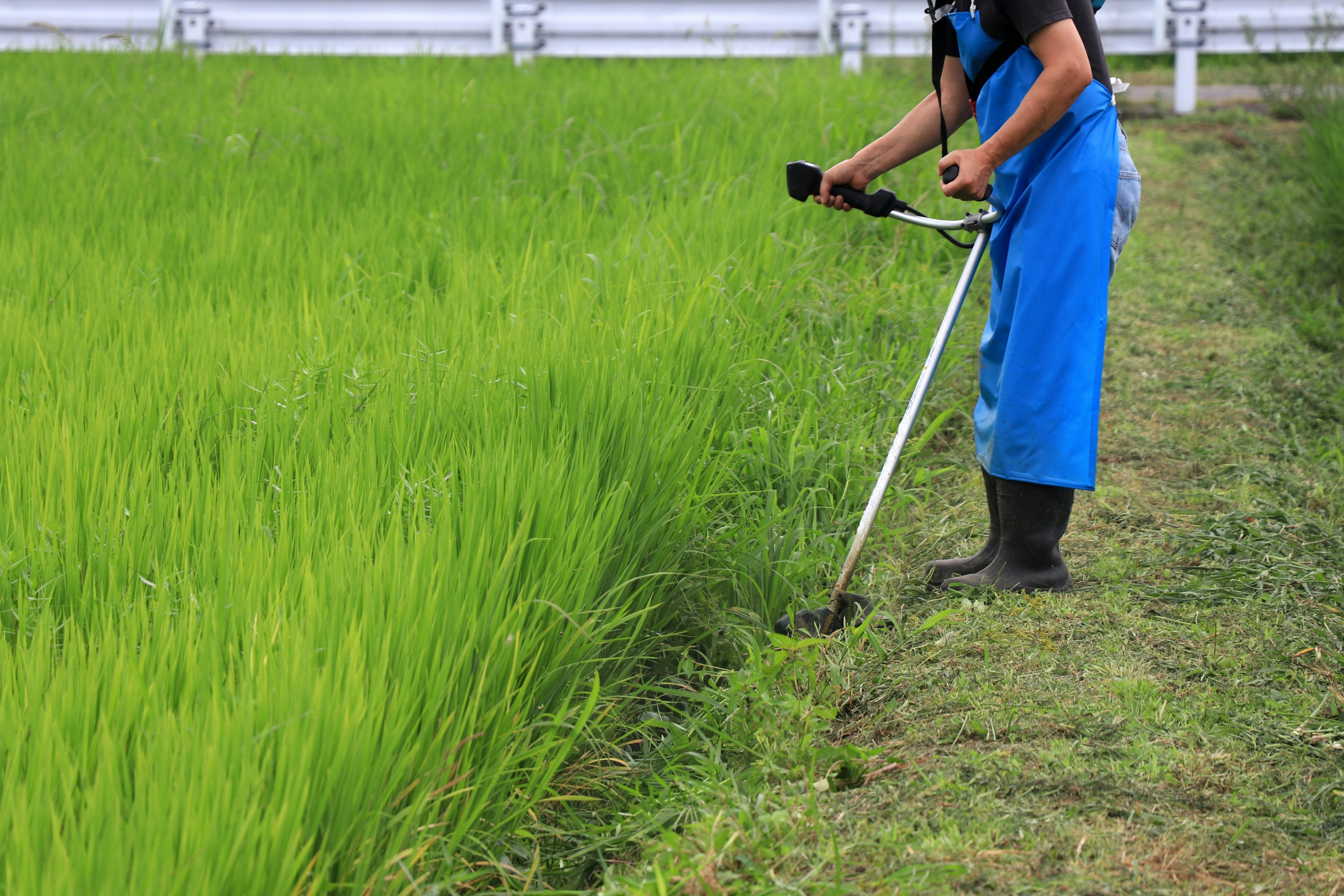 Una persona vestida de azul usando un desmalezadora cerca de plantas de arroz