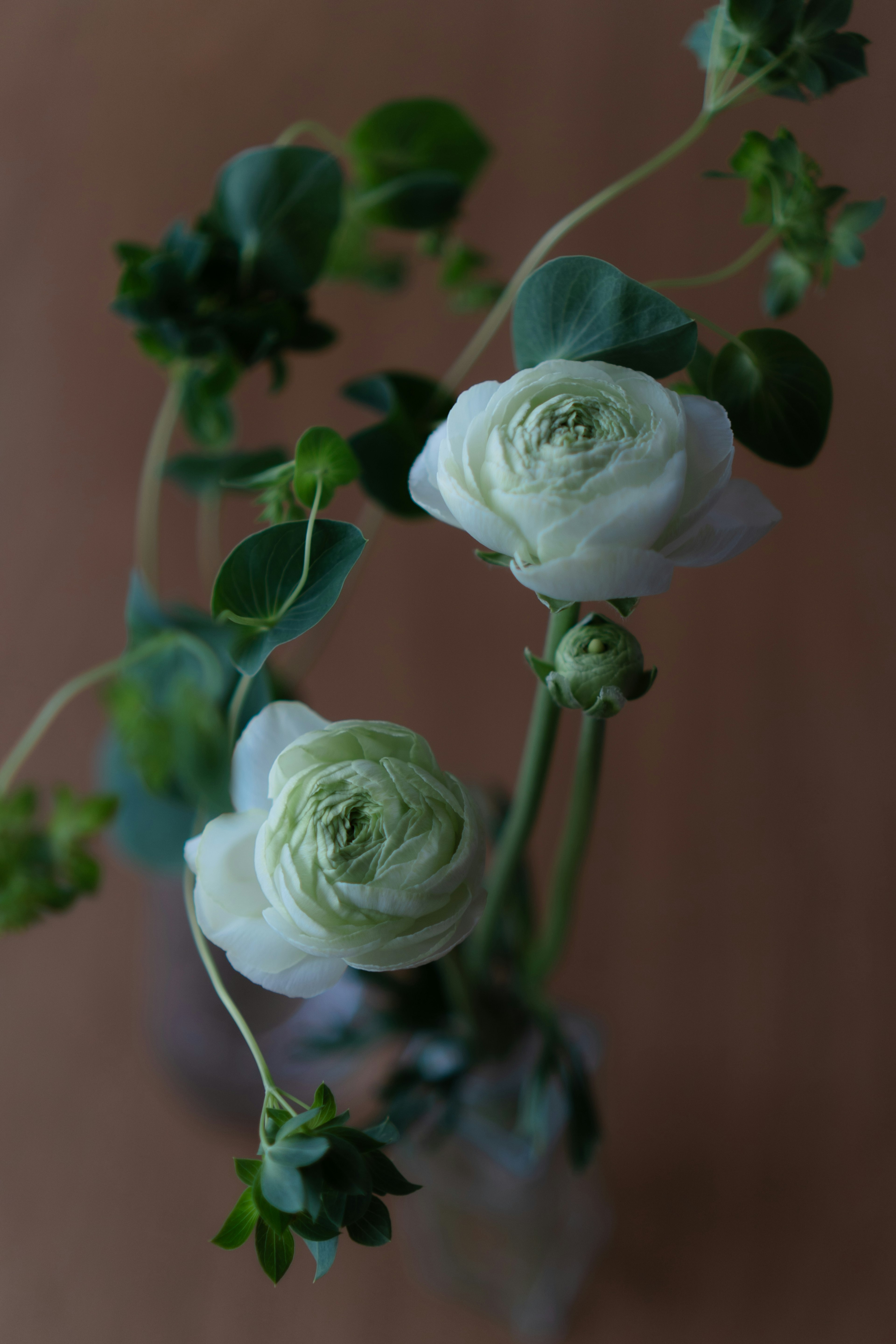 Overhead view of white ranunculus flowers and green leaves in a vase