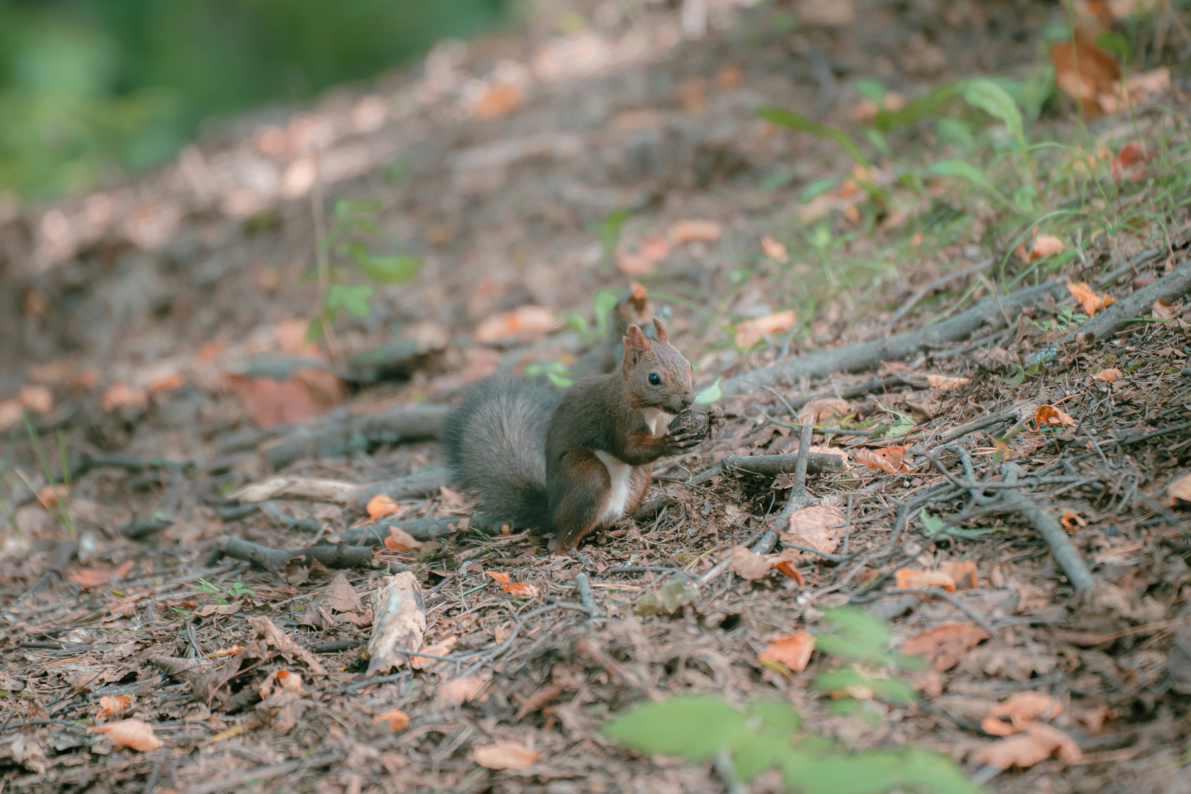 Ardilla comiendo una nuez en el bosque