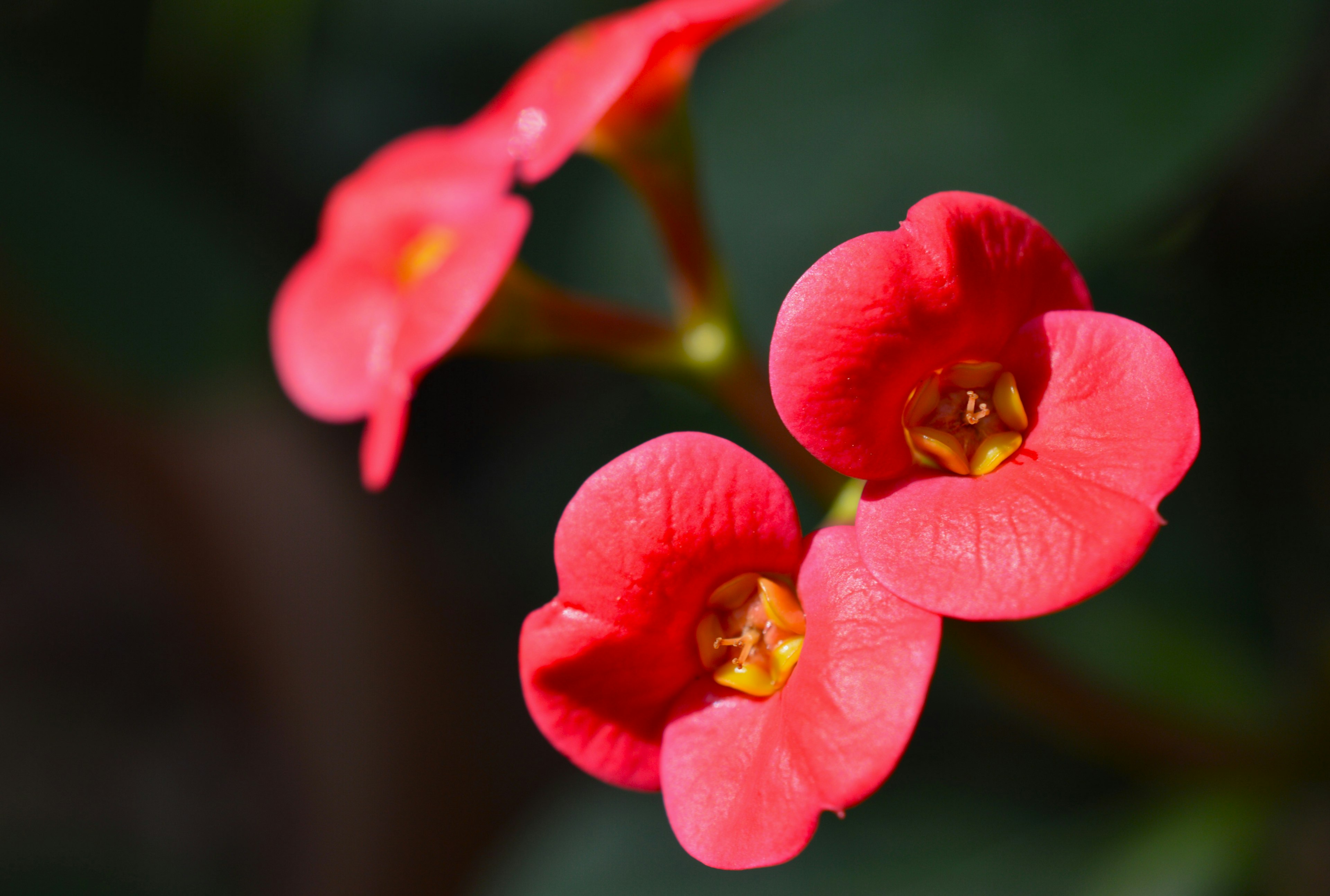 Close-up of vibrant red flowers with yellow centers