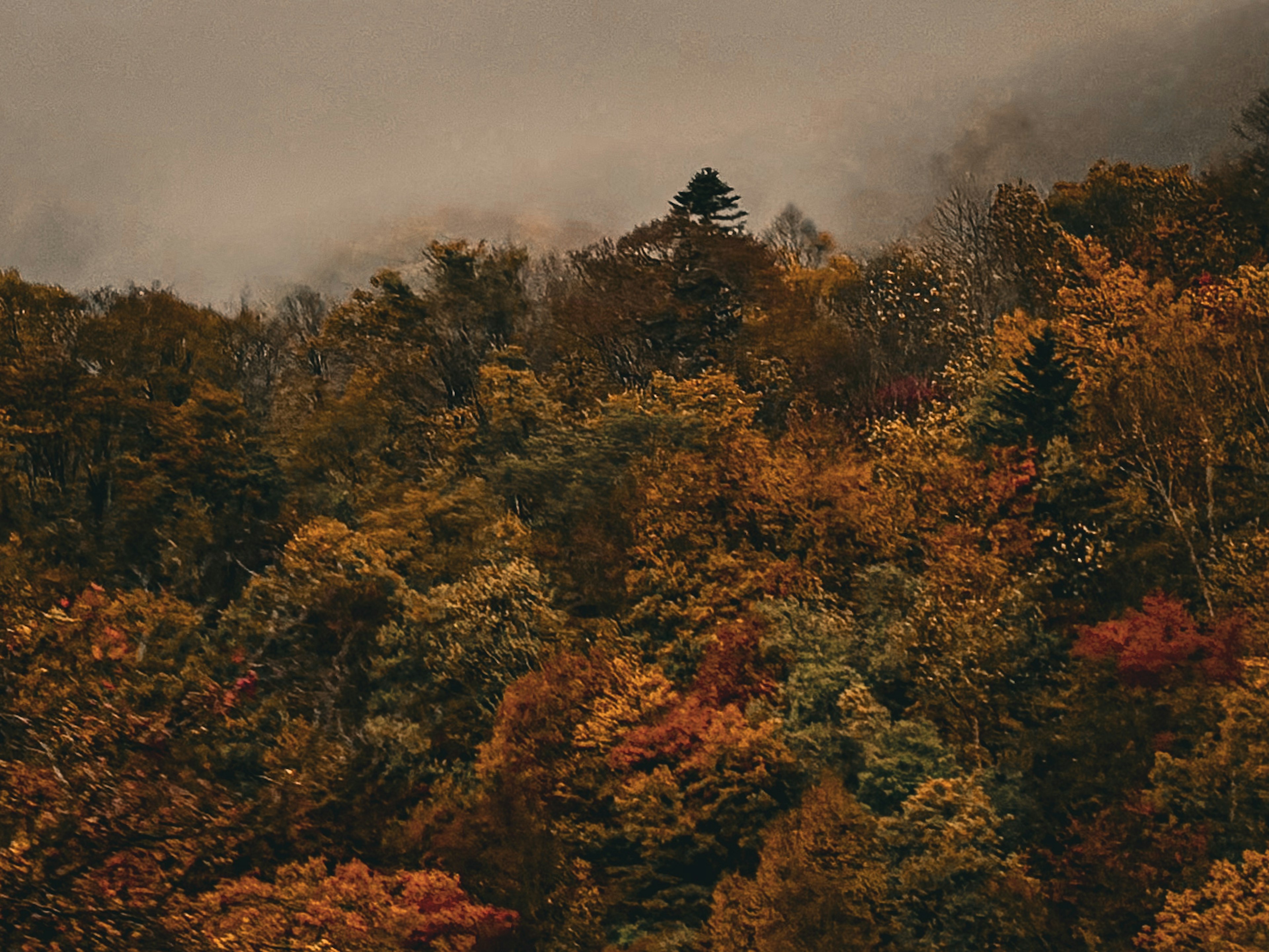 Paysage de montagne couvert de feuillage d'automne coloré