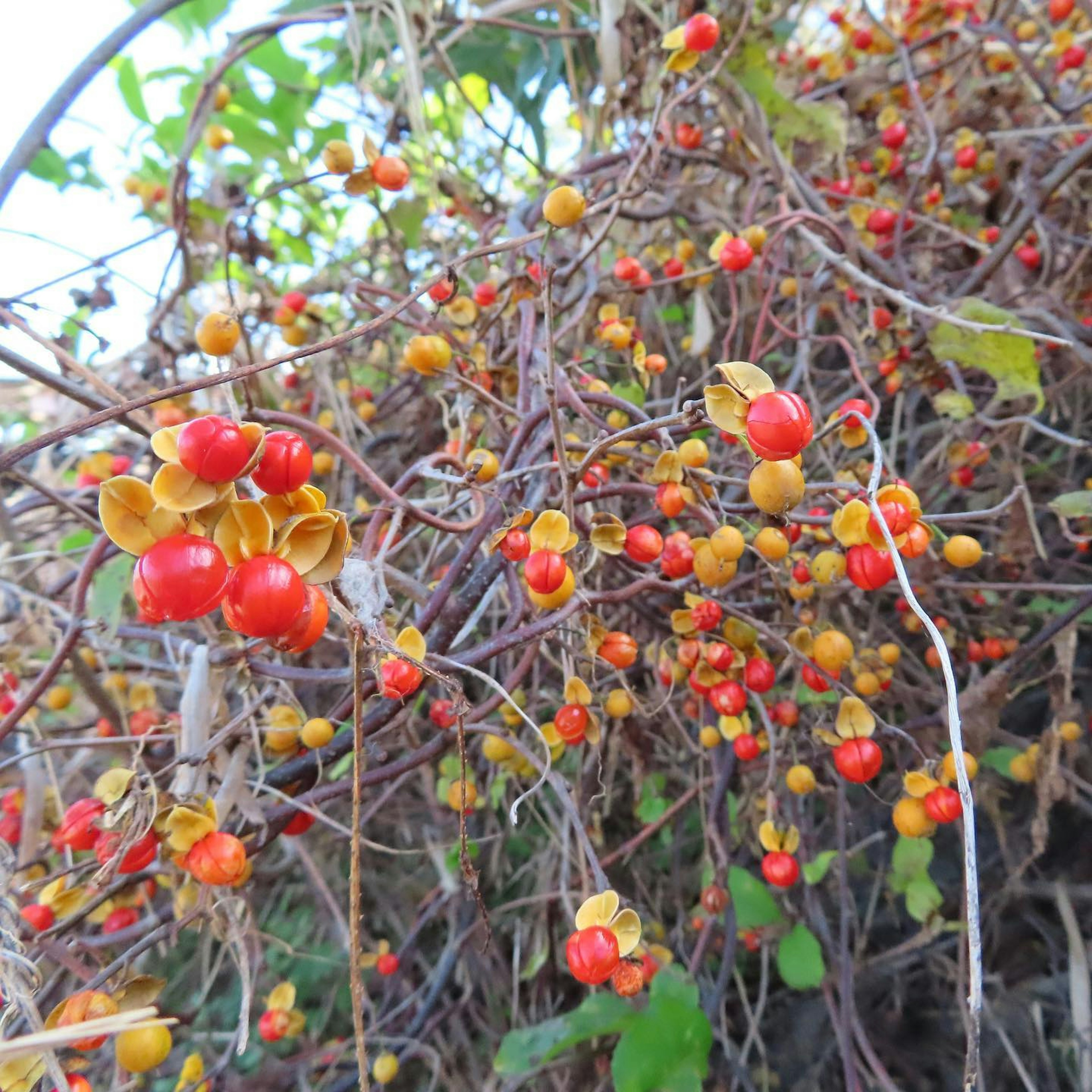 Tutup dekat tanaman merambat dengan buah merah dan oranye cerah