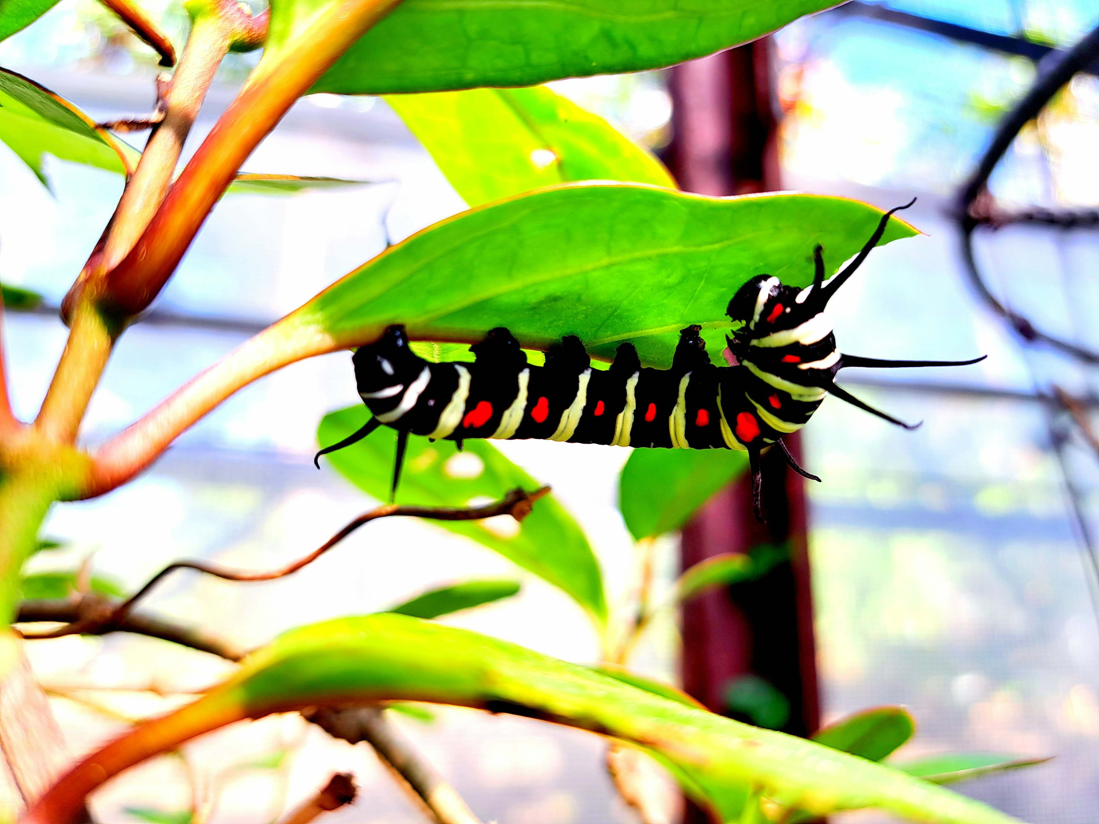 Una colorata larva con strisce nere e arancioni appoggiata su una foglia verde