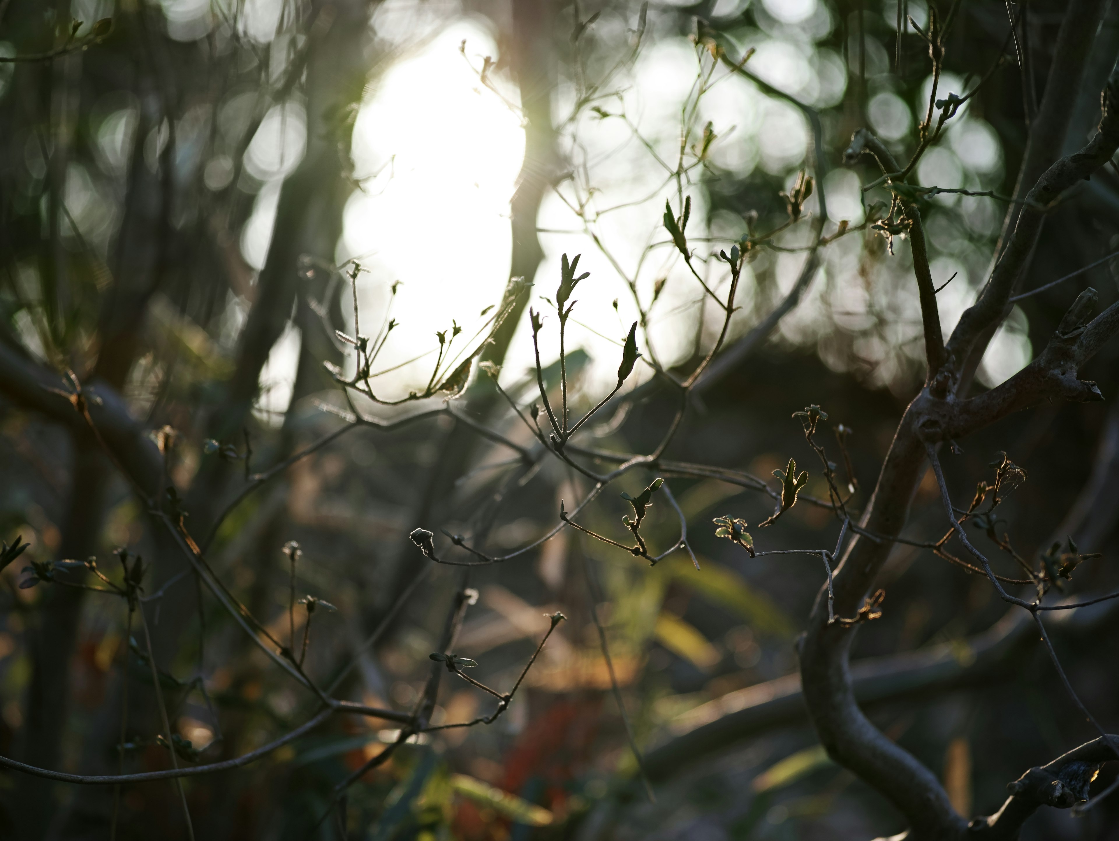 Une vue à travers des branches et des feuilles avec la lumière du soleil filtrant