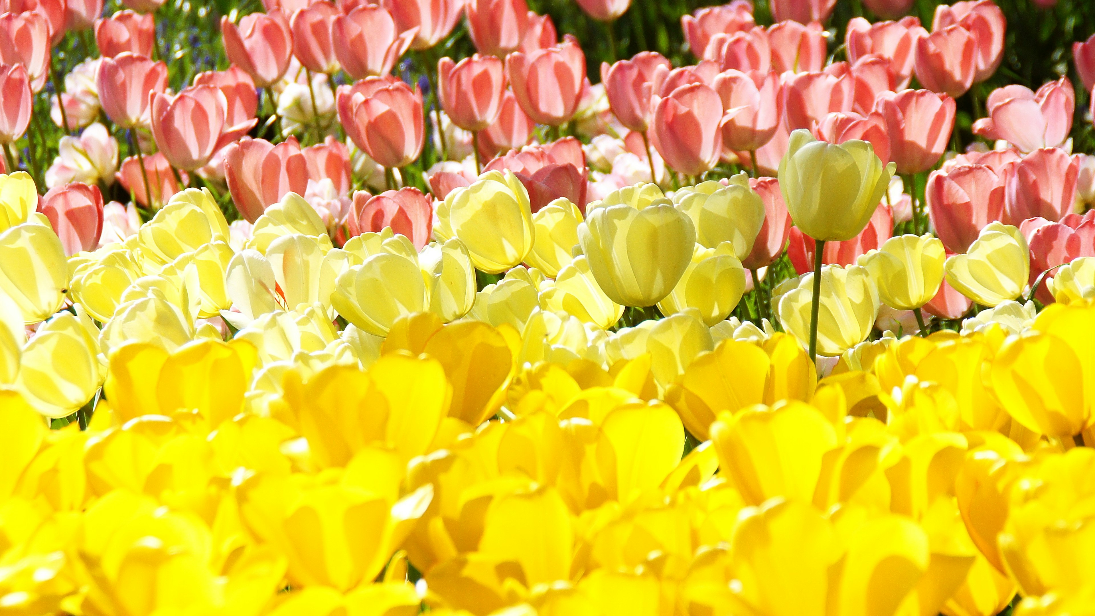 Campo di tulipani colorati con fiori rosa gialli e bianchi