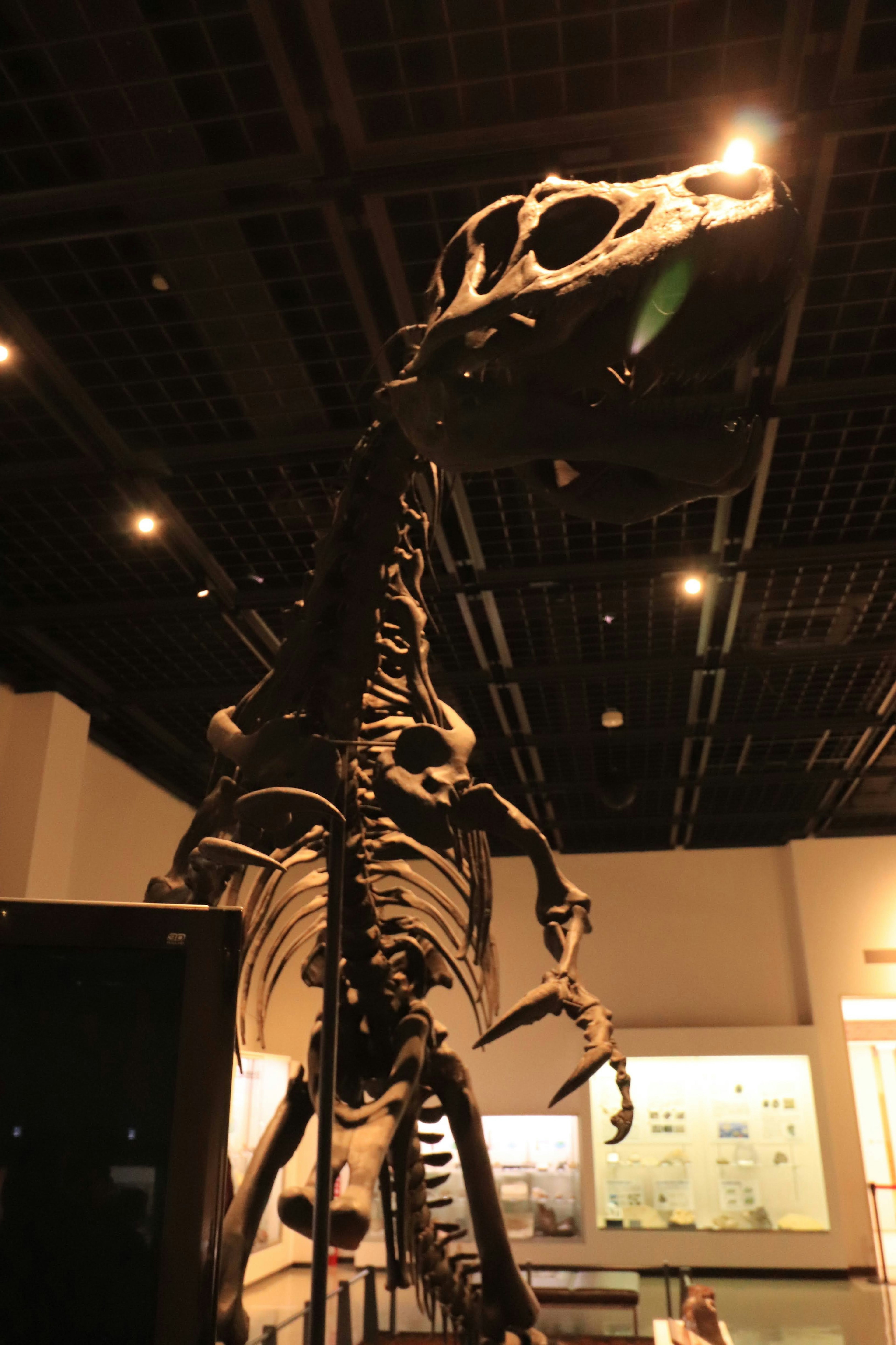 Dinosaur skeleton exhibit in a museum with dramatic lighting