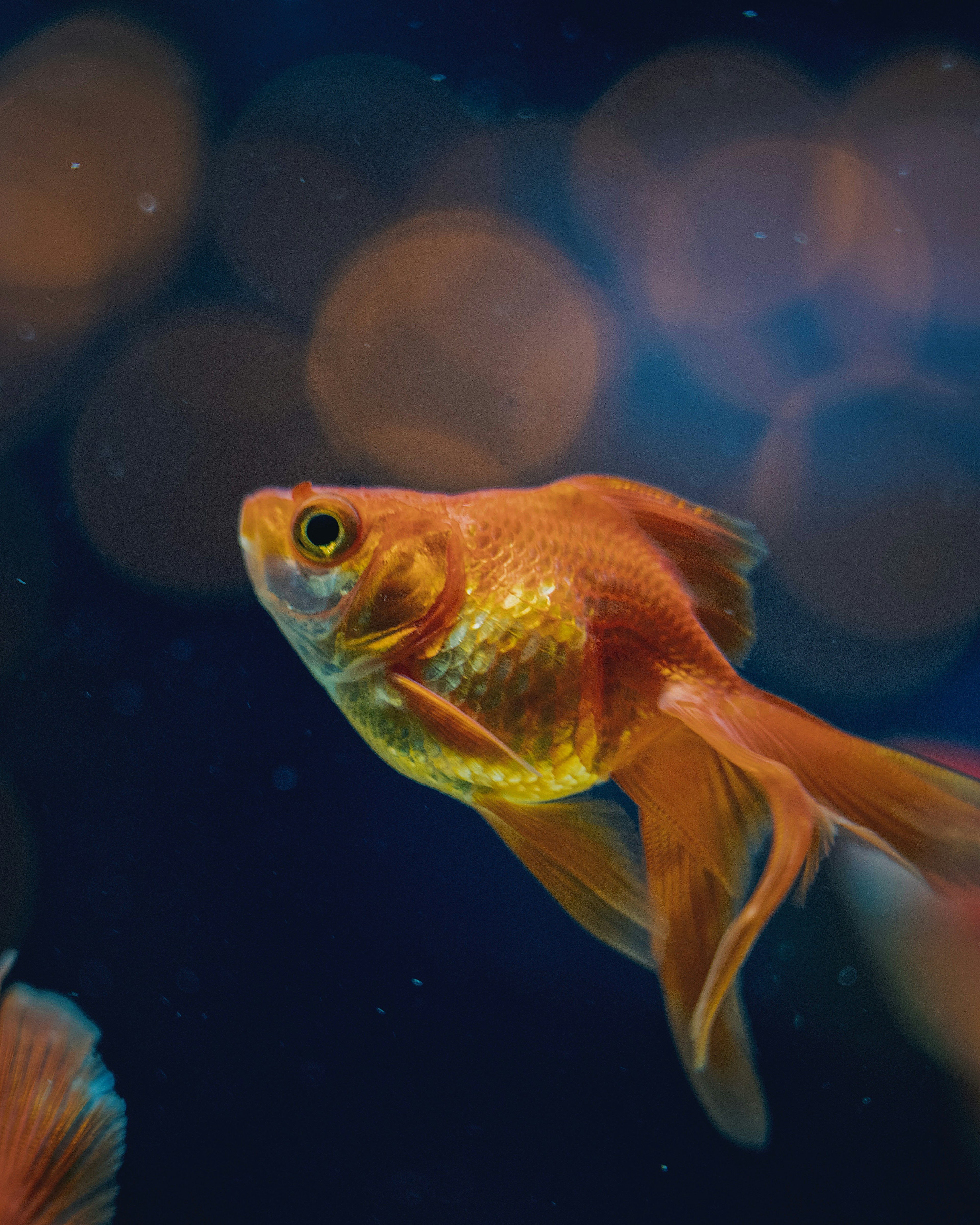 Un pez dorado nadando en agua azul con un fondo de puntos de luz borrosos