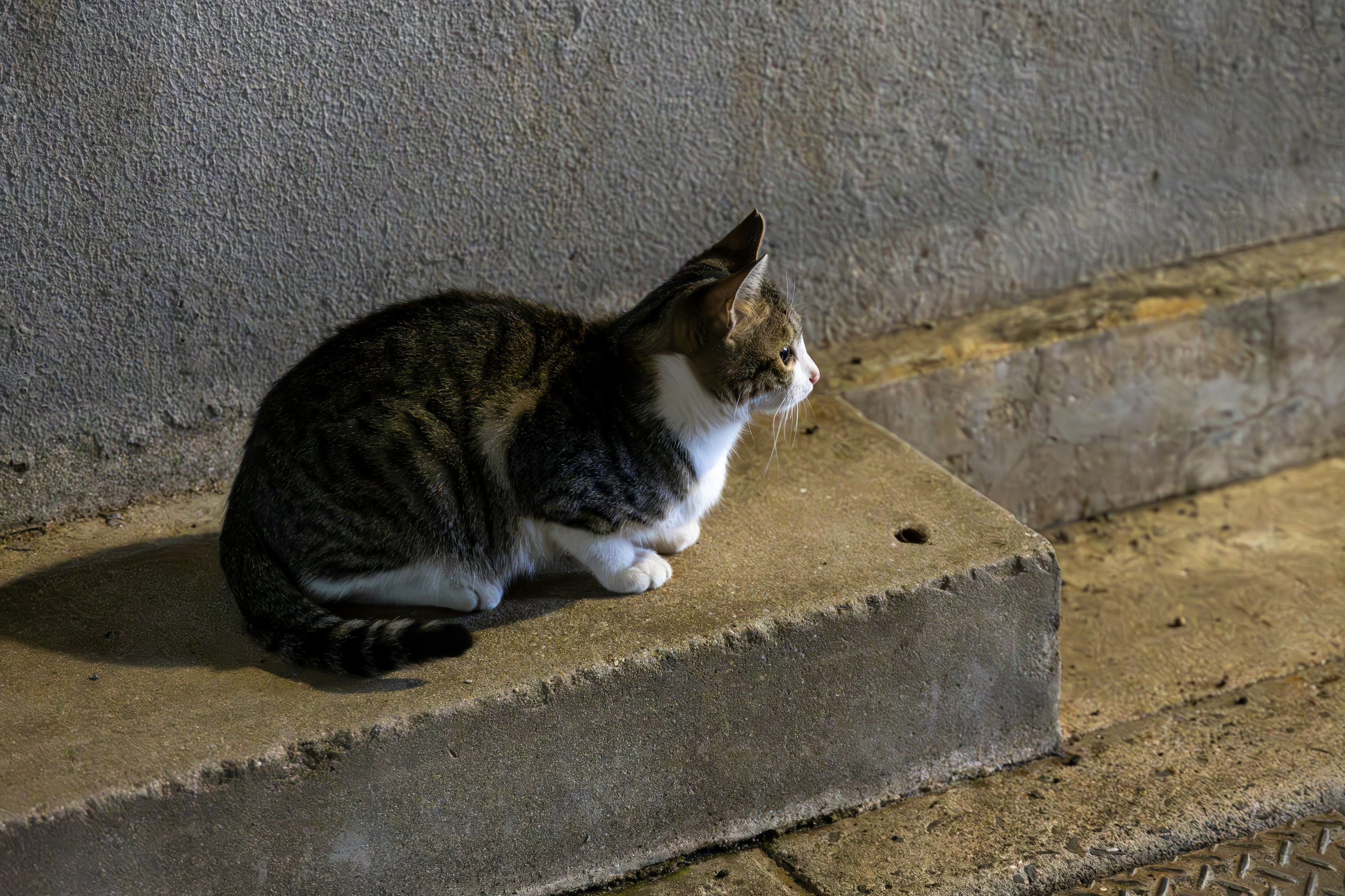 Un gato sentado sobre concreto con una pared gris de fondo