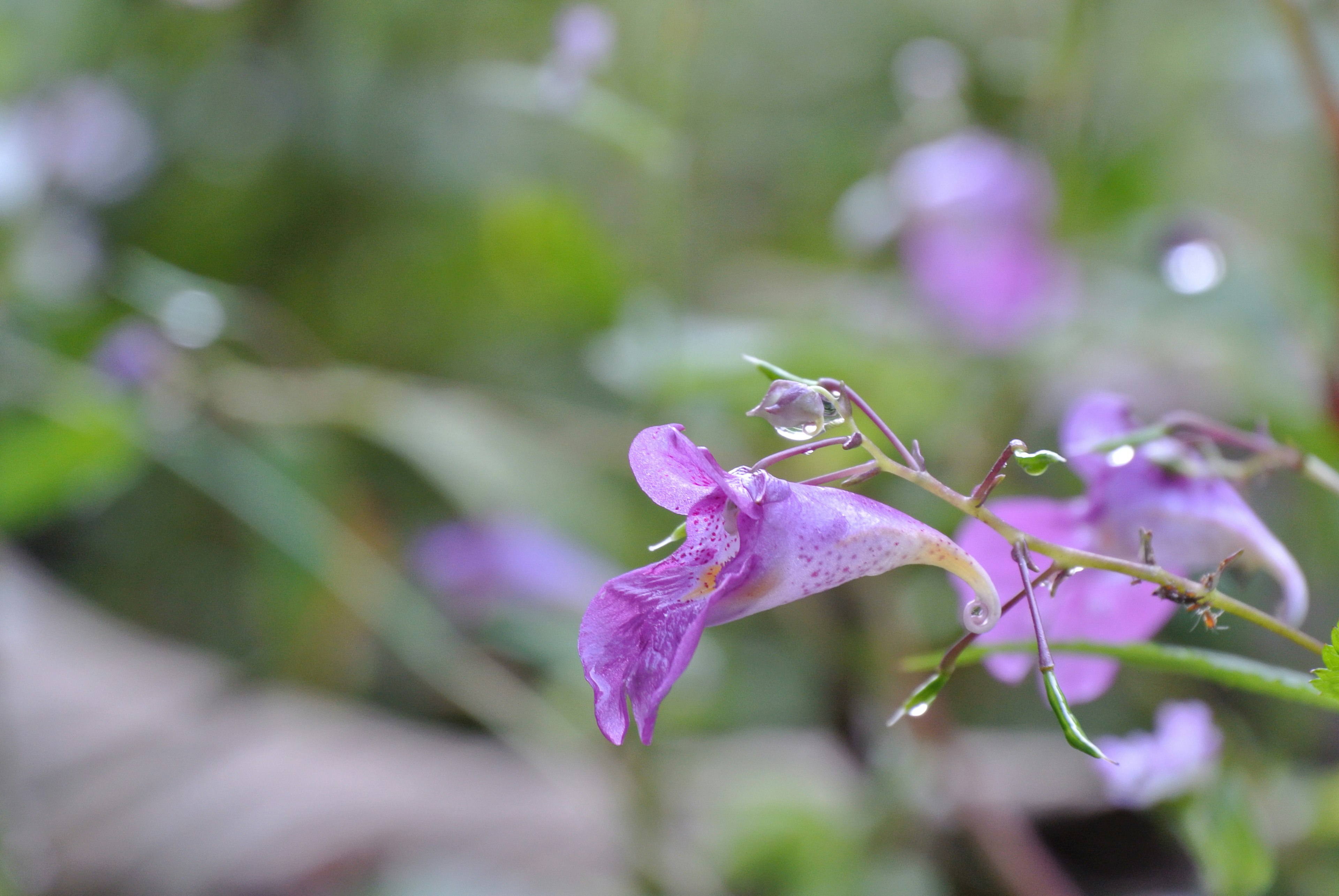 Nahaufnahme von lila Blumen mit unscharfem grünem Hintergrund